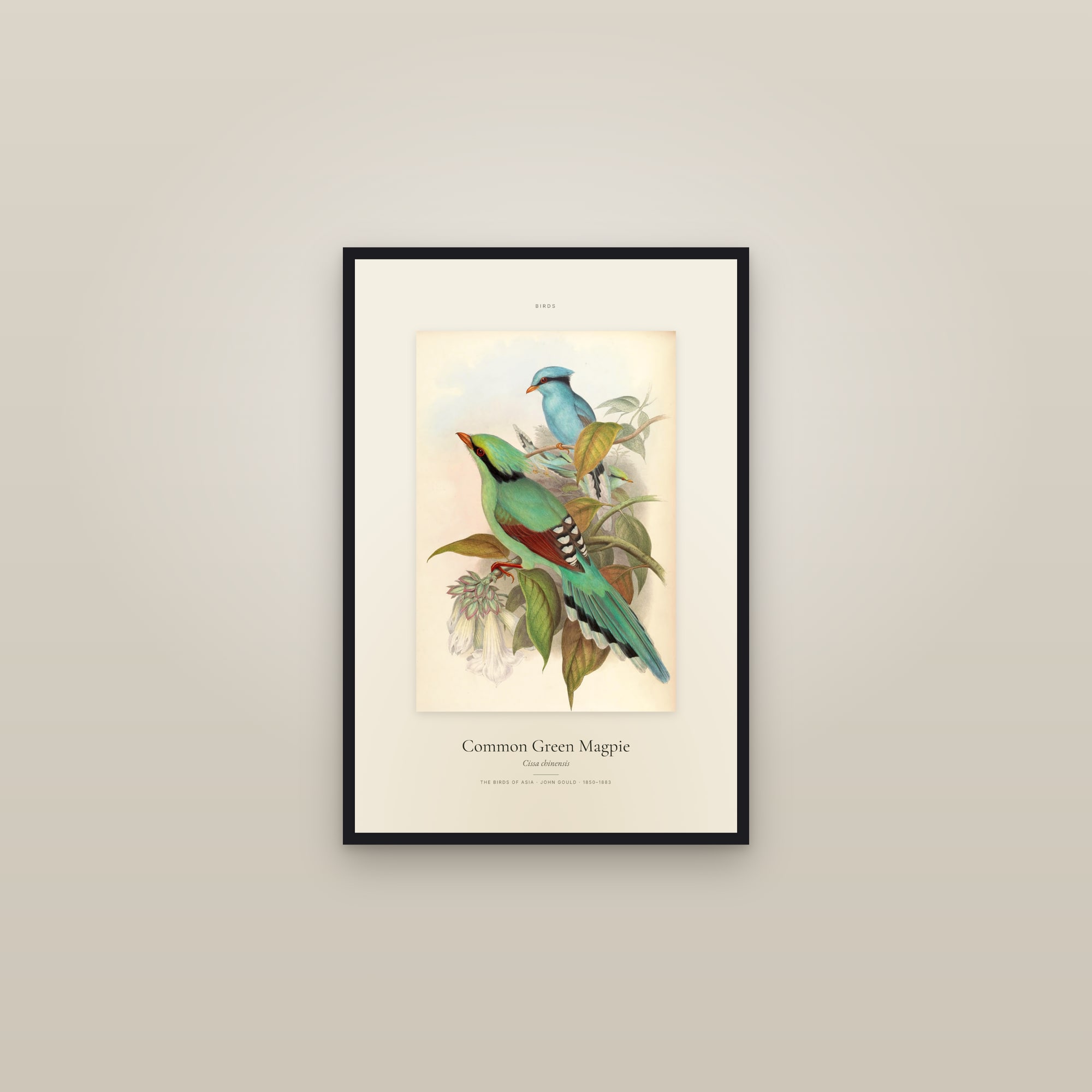 Common Green Magpie — Specimen
