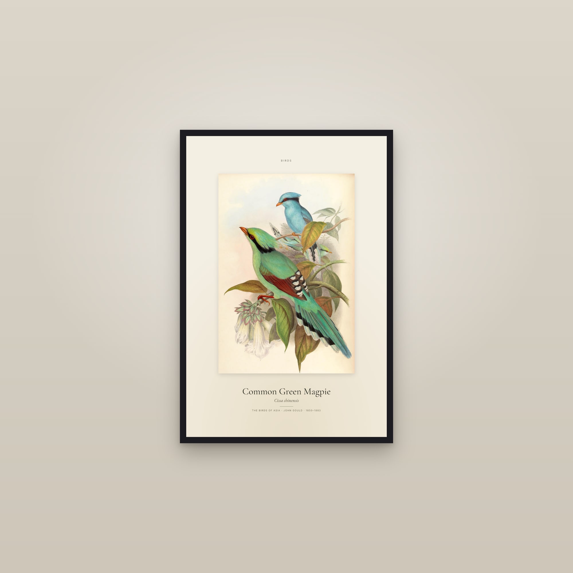 Common Green Magpie — Specimen — framed in a gallery setting