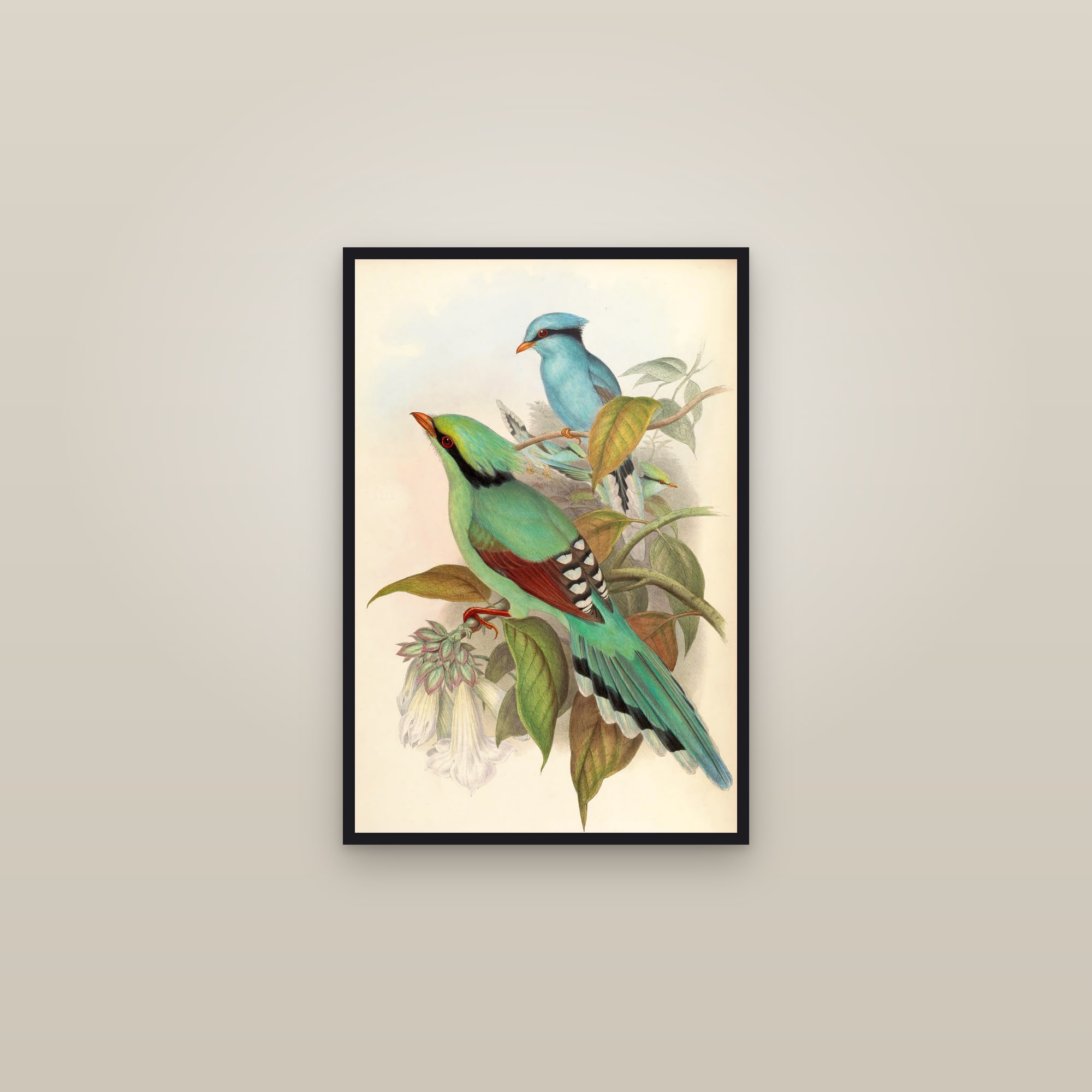 Common Green Magpie — framed in a gallery setting