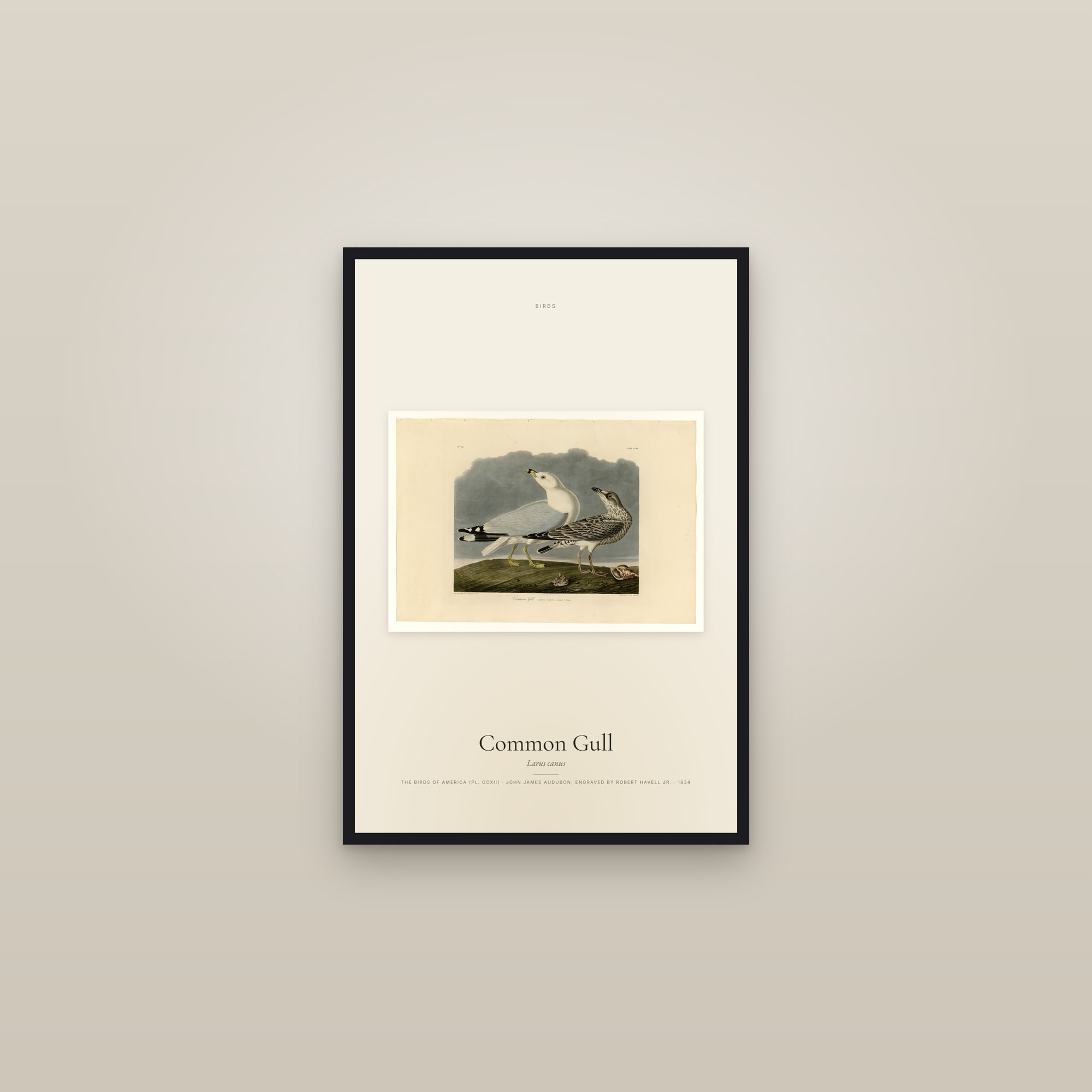 Common Gull — framed in a gallery setting