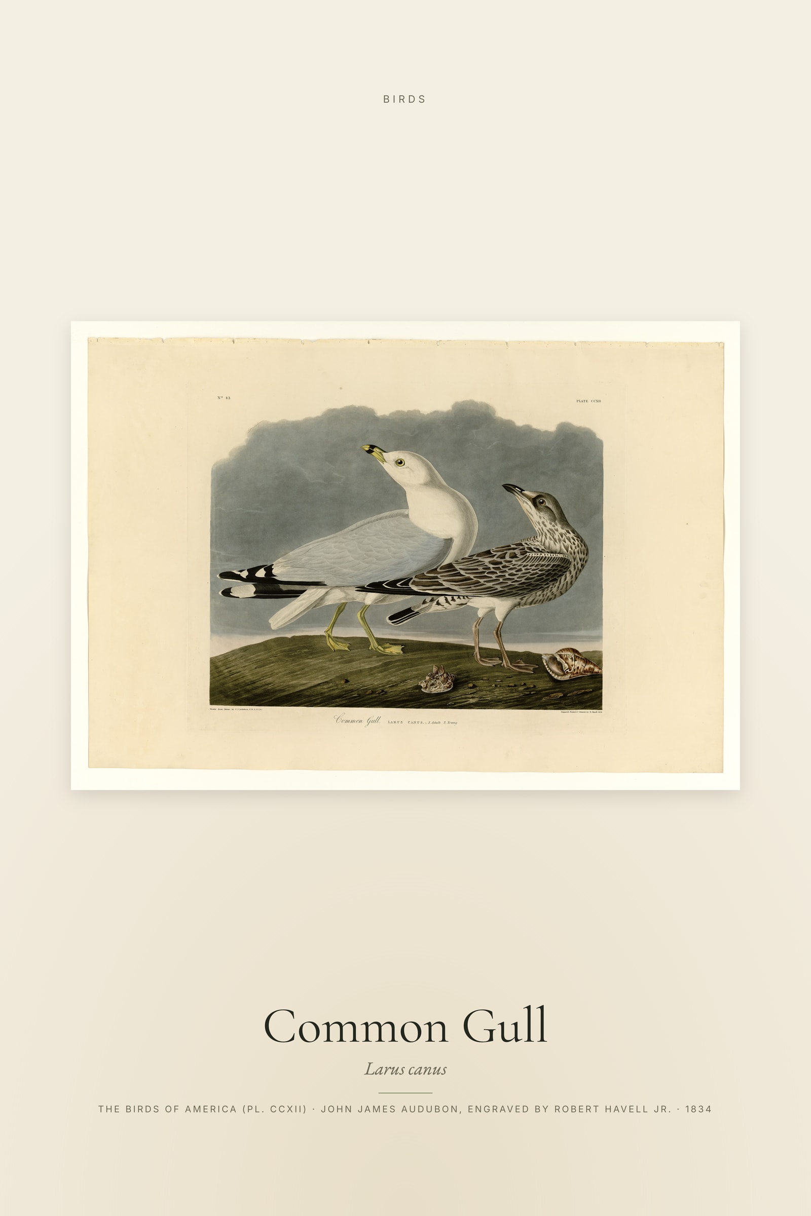 Common Gull