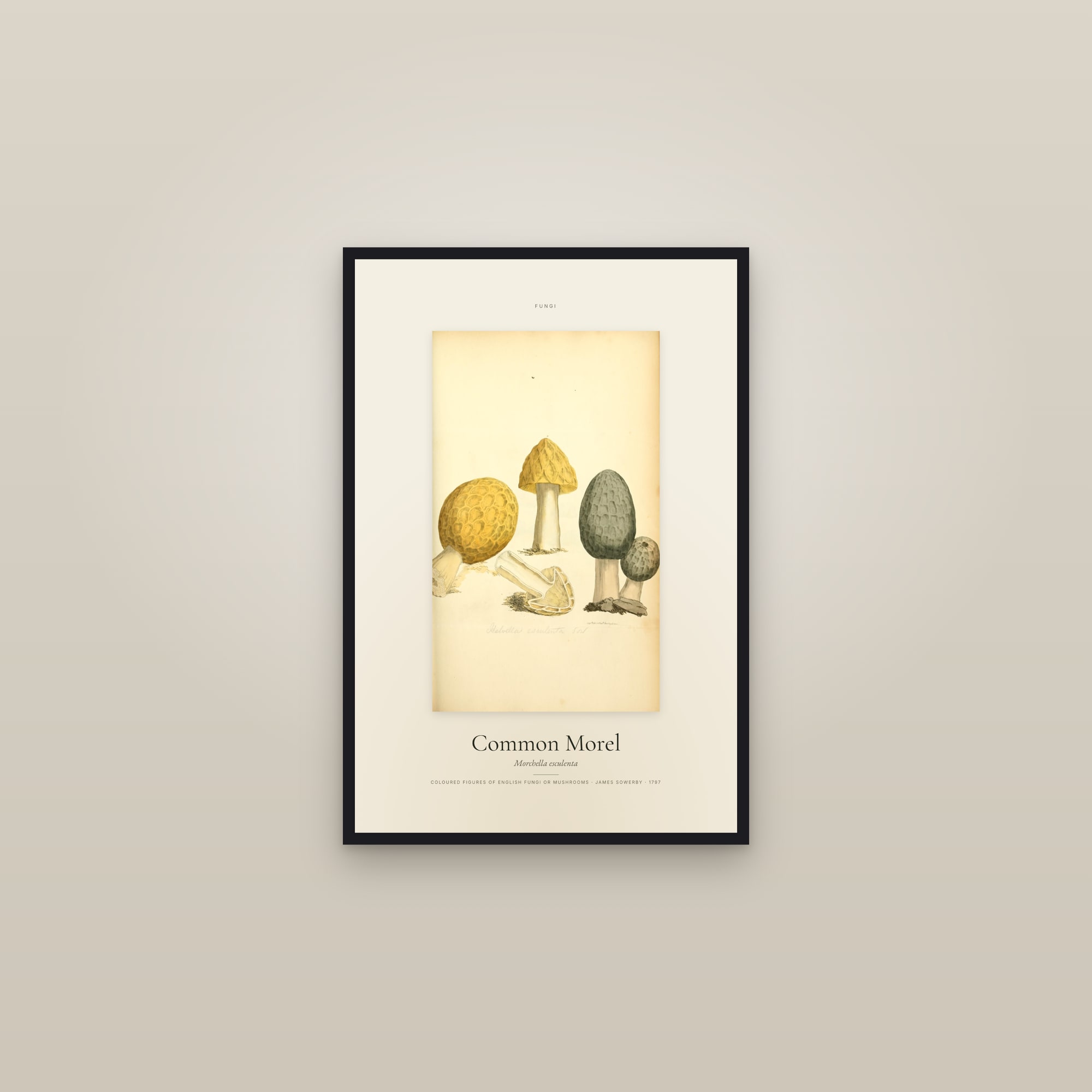 Common Morel — Specimen — framed in a gallery setting