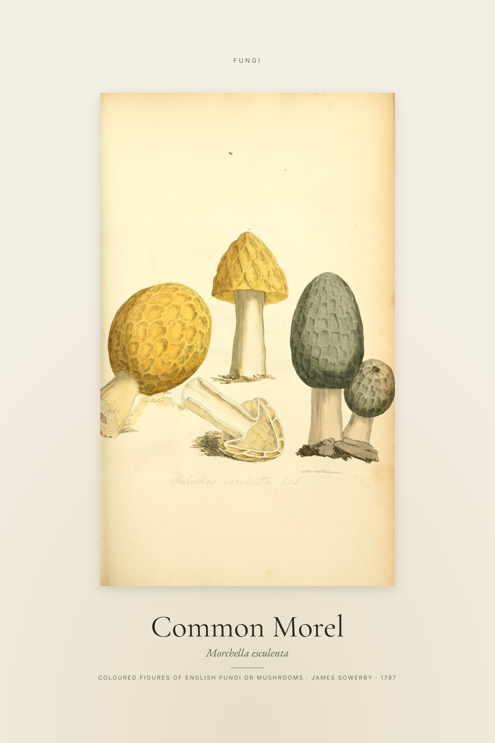 Common Morel — Specimen