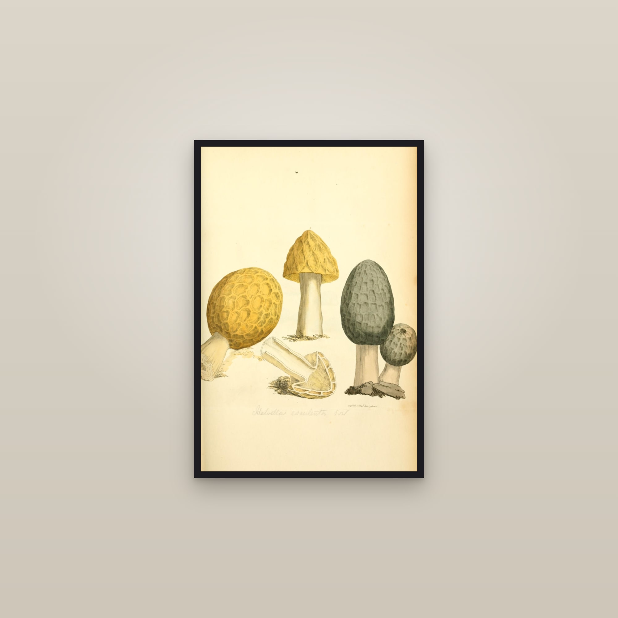 Common Morel — framed in a gallery setting