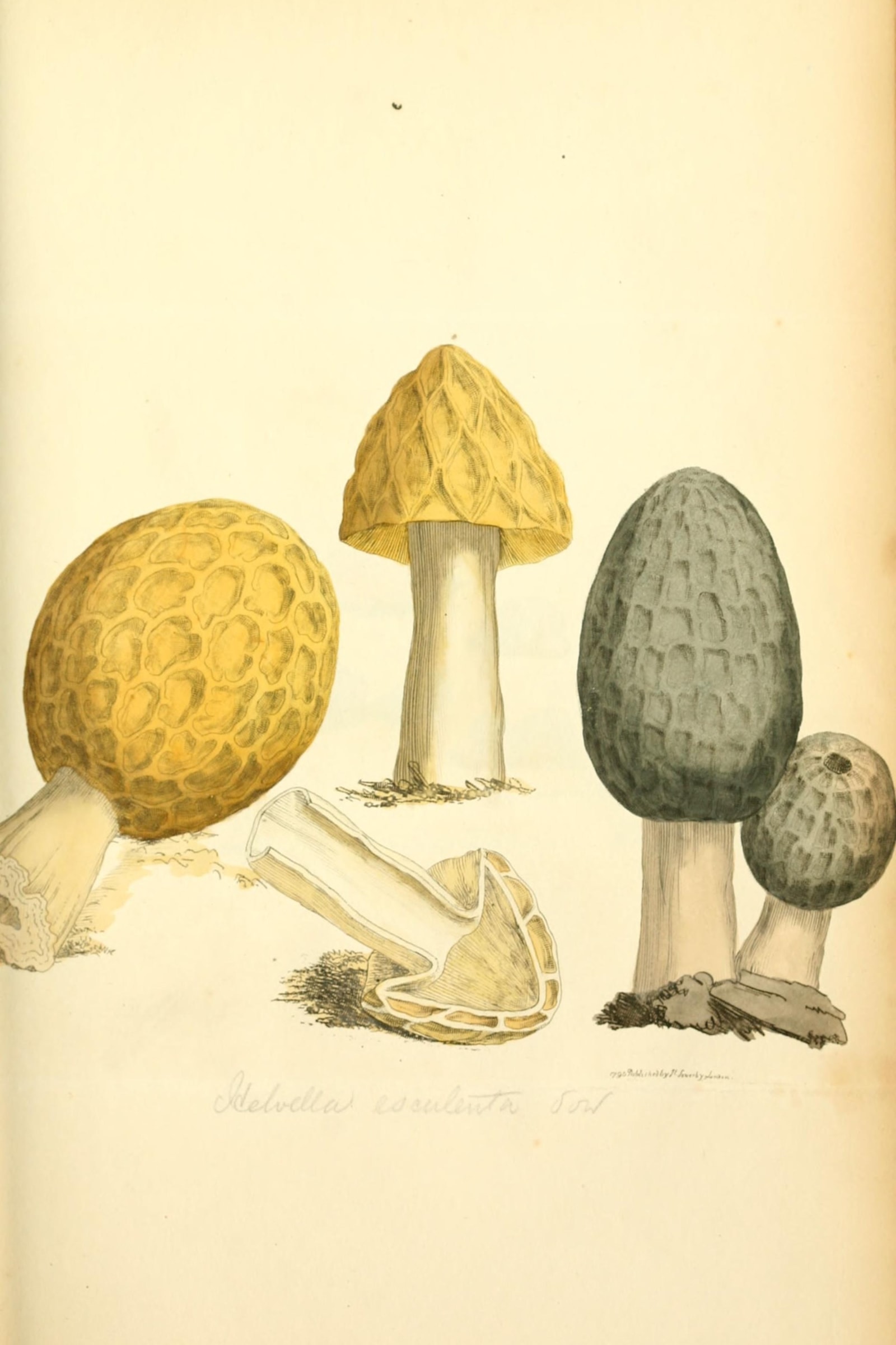 Common Morel