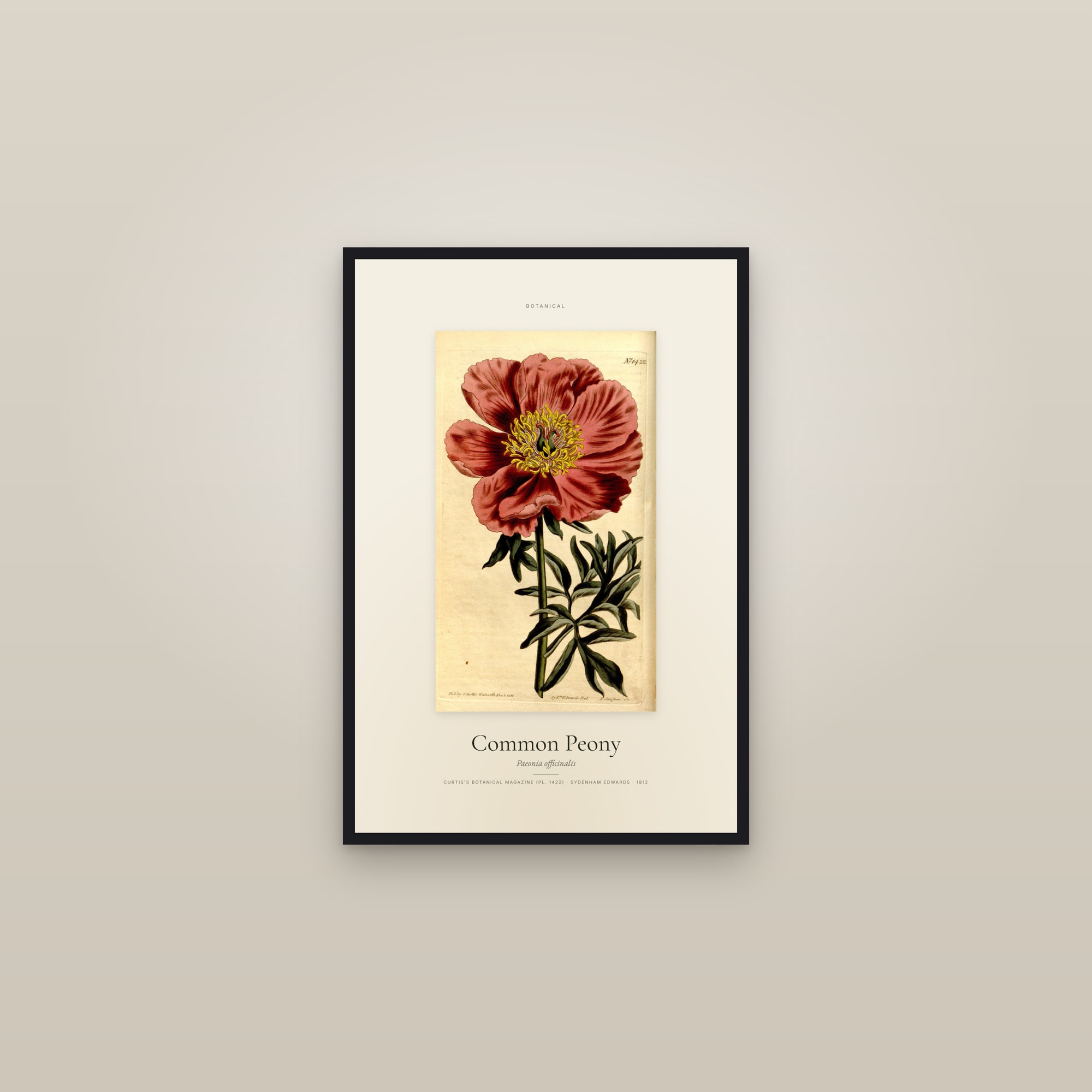Common Peony — Specimen — framed in a gallery setting
