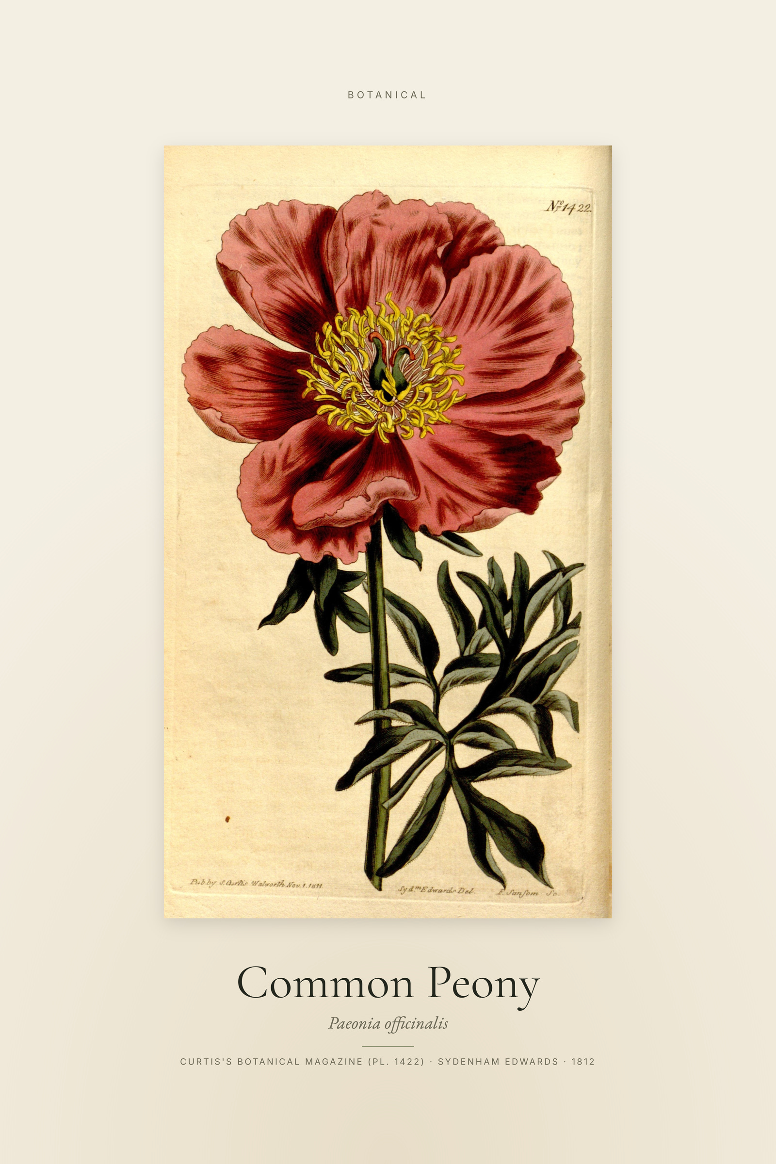 Common Peony — Specimen