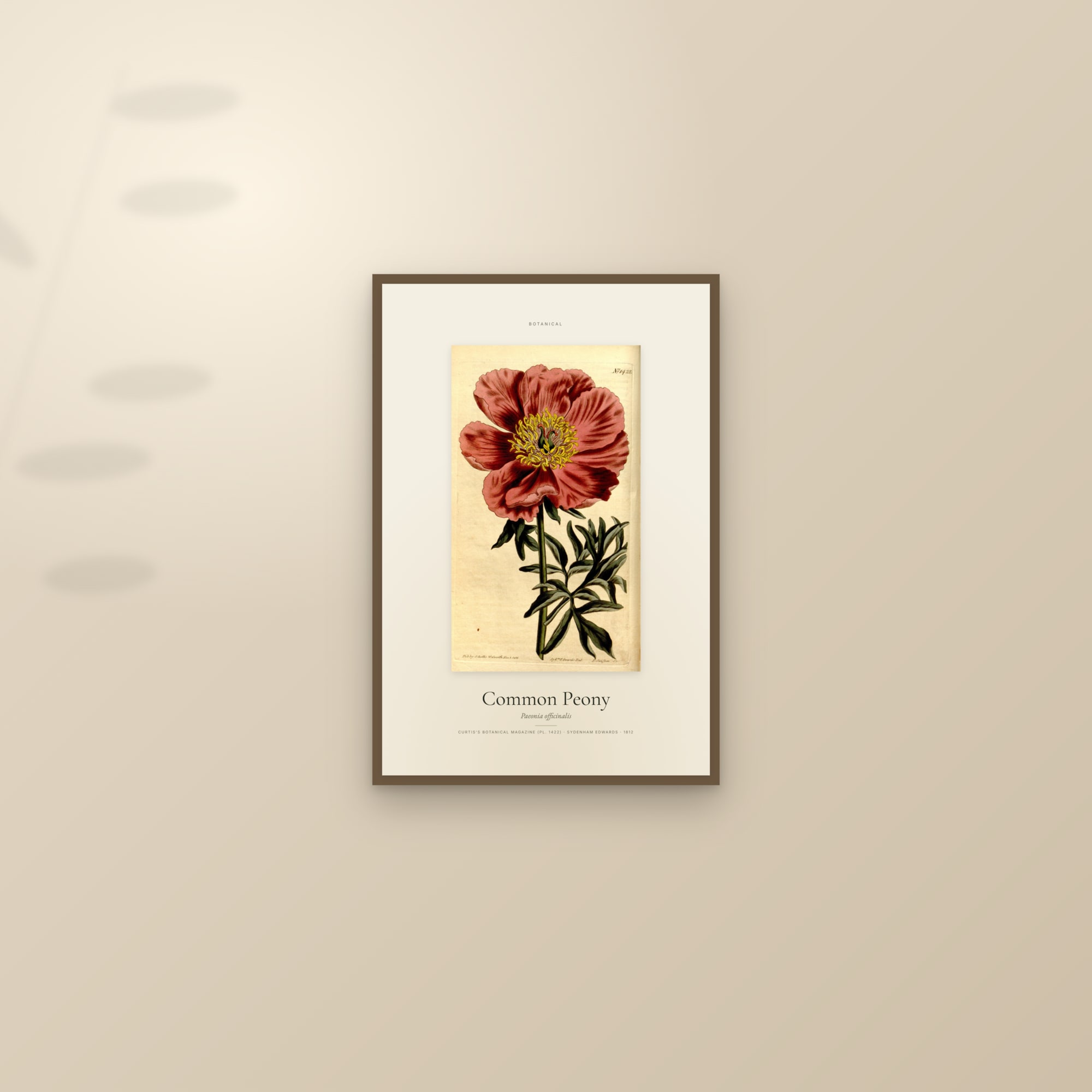 Common Peony — Specimen — framed and styled on a sunlit wall