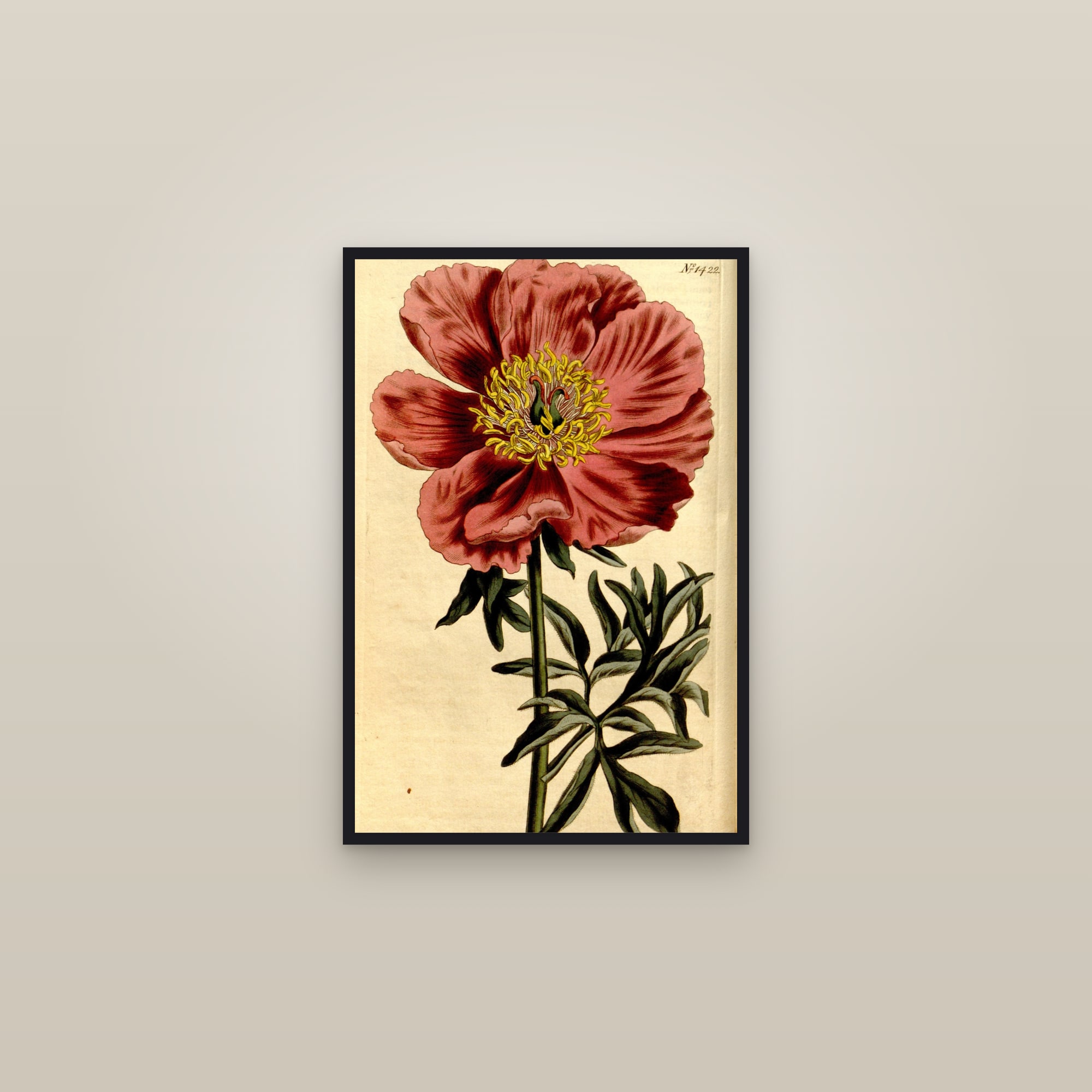 Common Peony — framed in a gallery setting