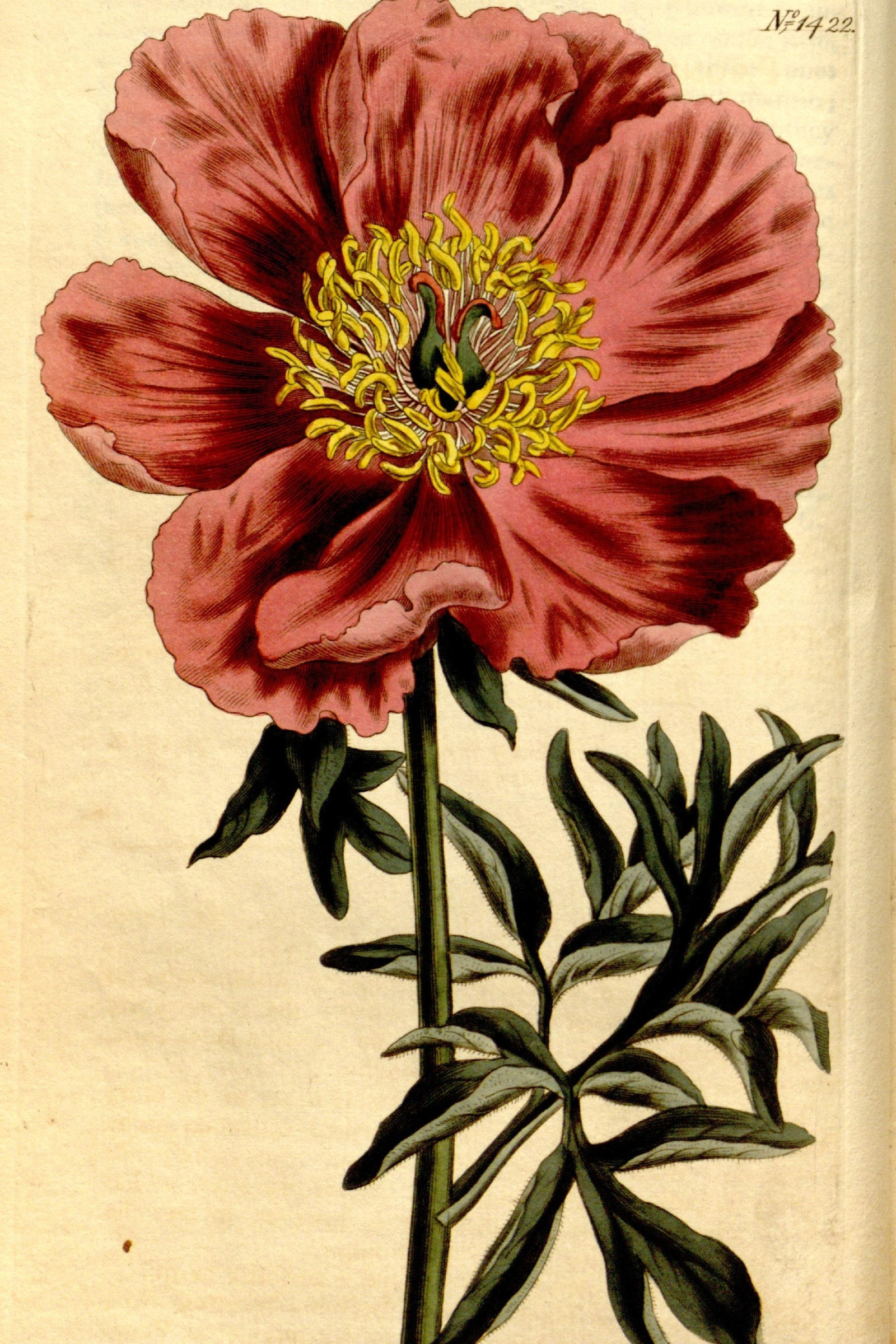 Common Peony