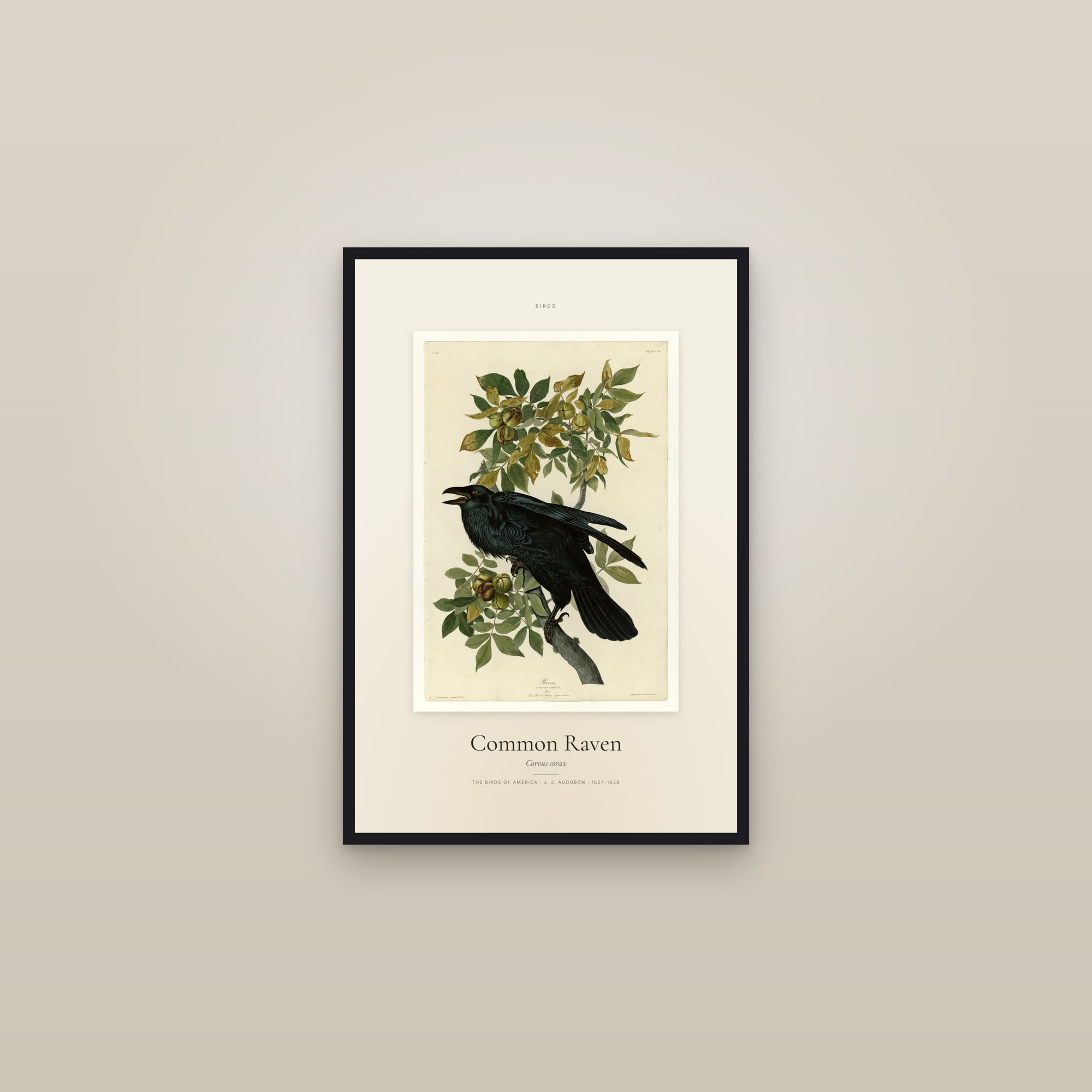 Common Raven — Specimen — framed in a gallery setting