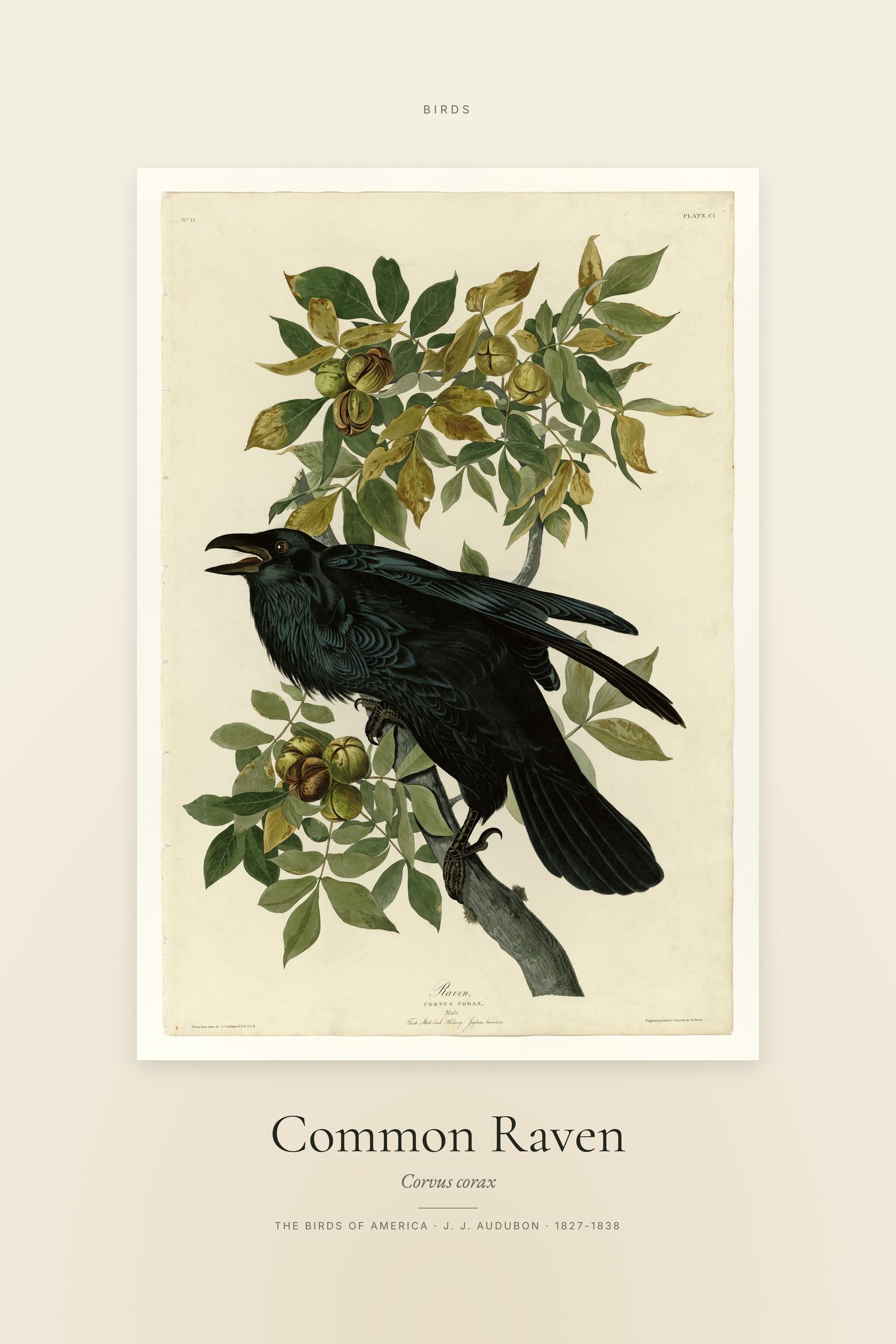 Common Raven — Specimen