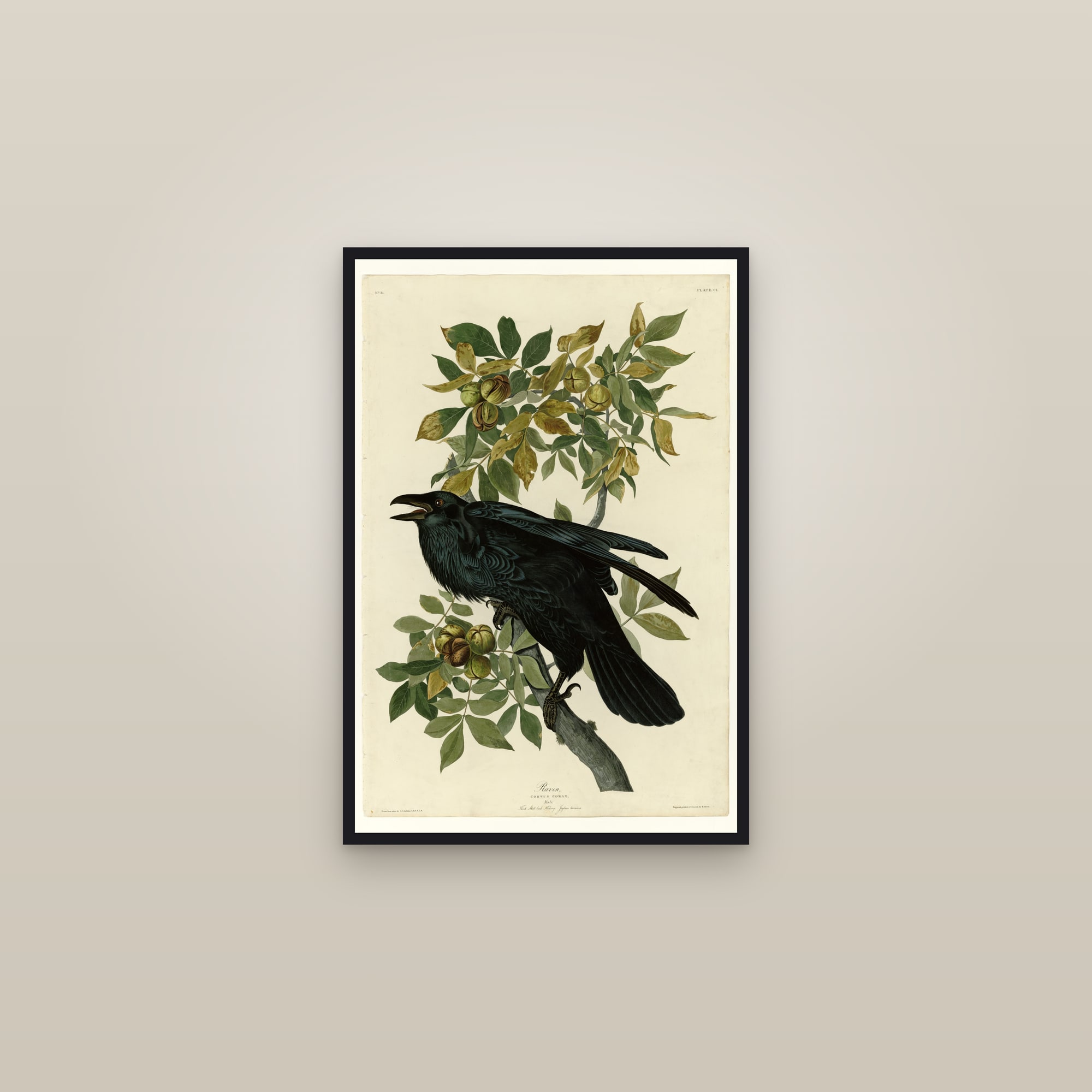 Common Raven — framed in a gallery setting