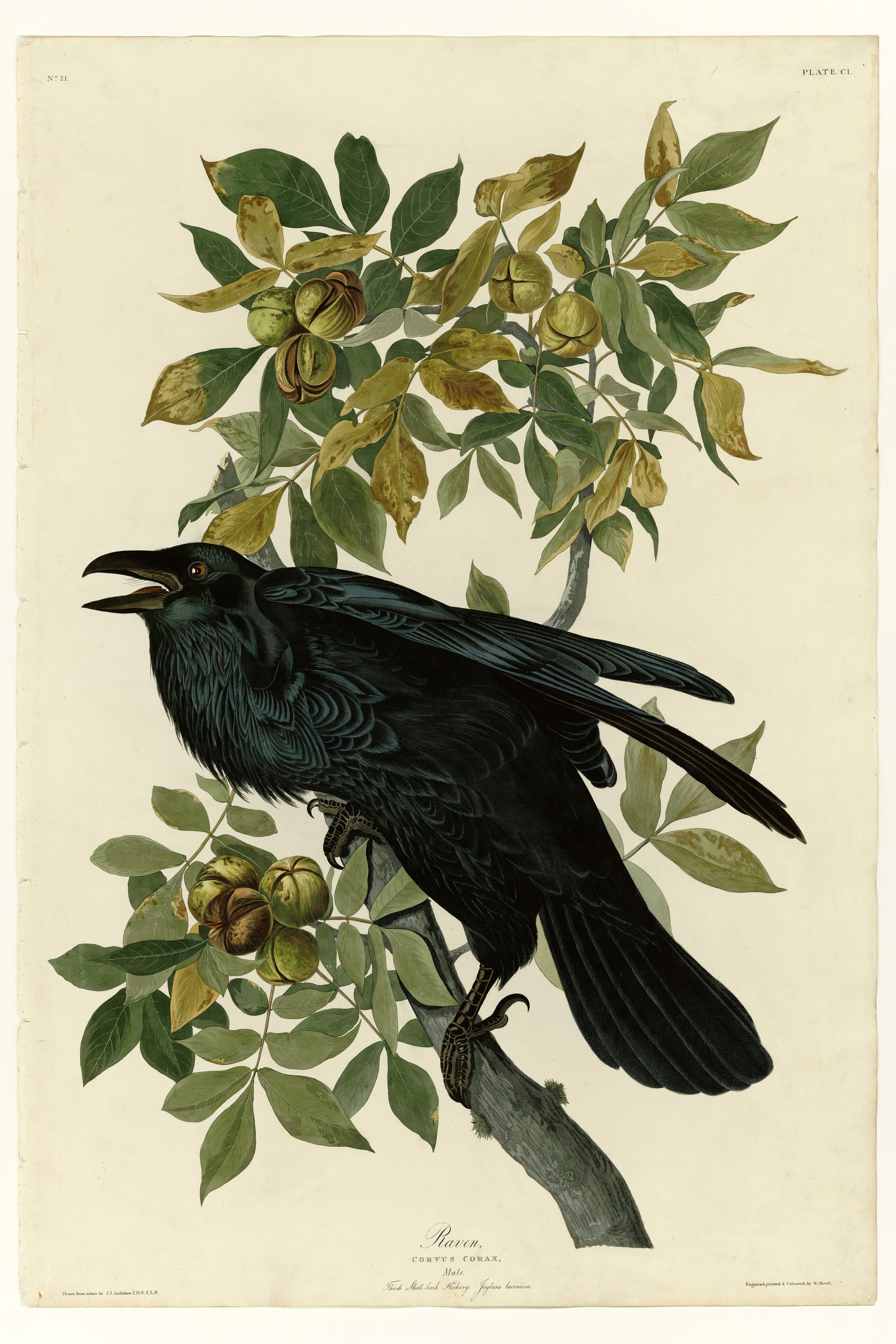 Common Raven