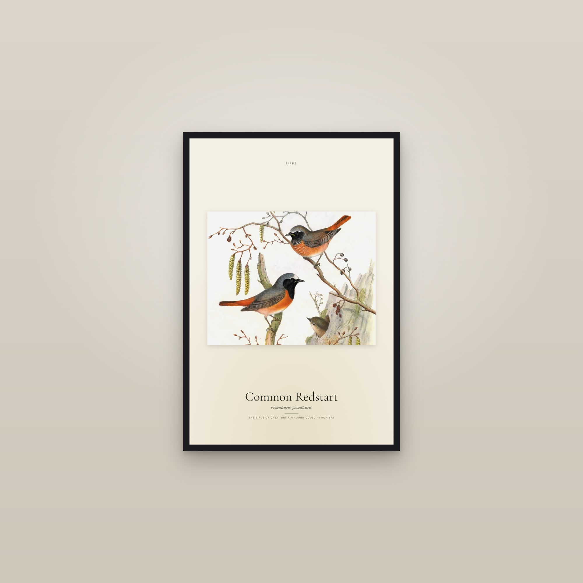 Common Redstart — framed in a gallery setting