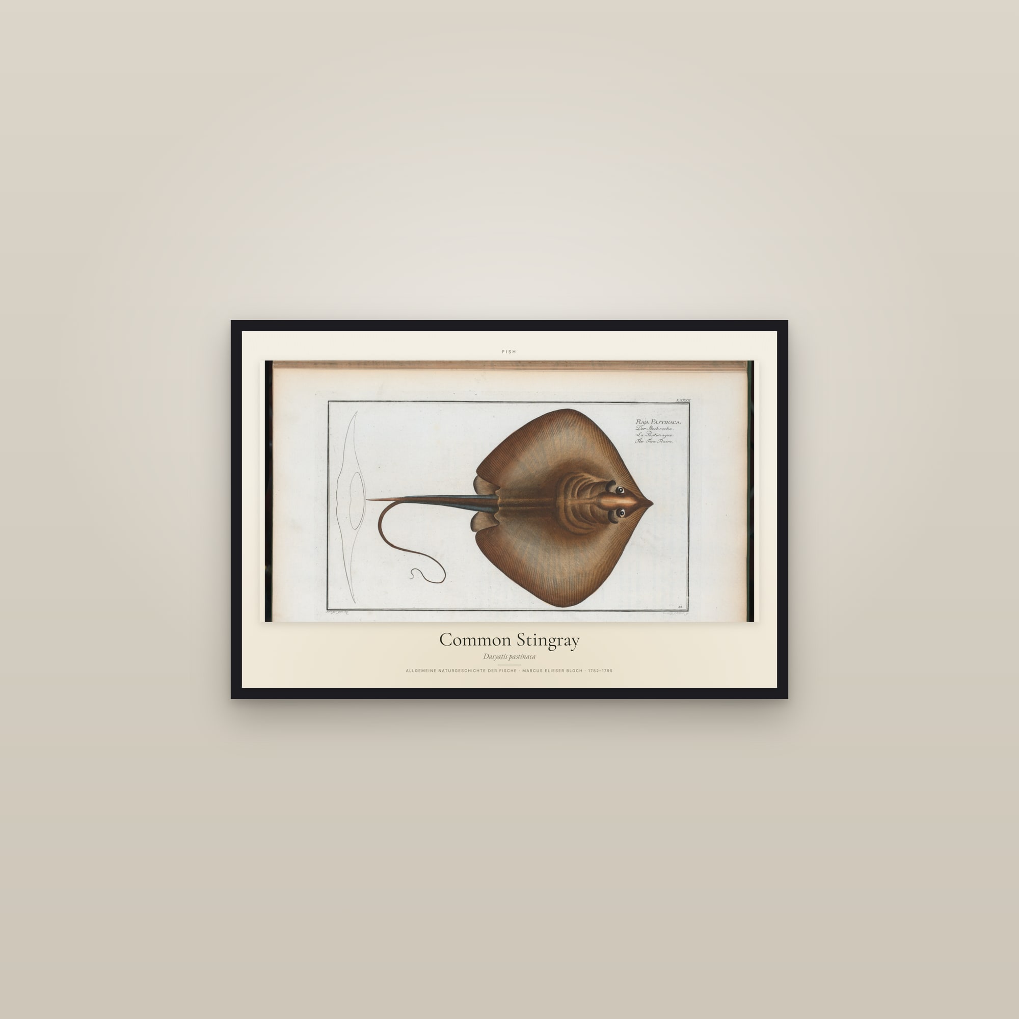Common Stingray — framed in a gallery setting