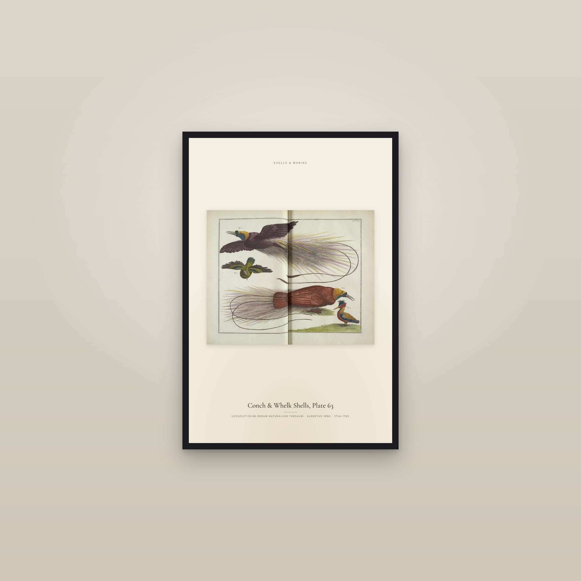 Conch & Whelk Shells, Plate 63 — framed in a gallery setting