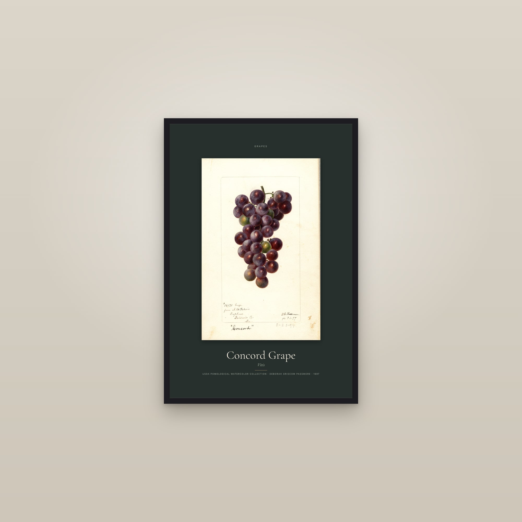 Concord Grape — Specimen — framed in a gallery setting