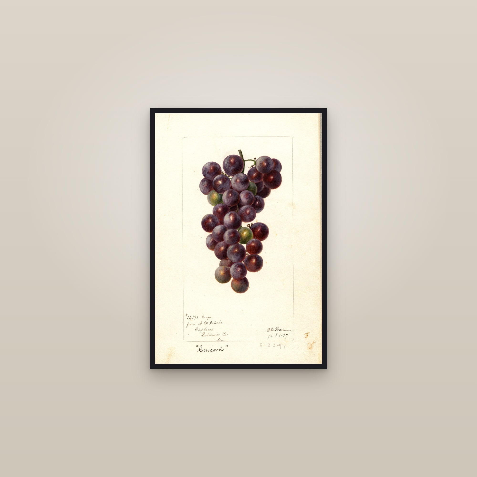 Concord Grape — framed in a gallery setting