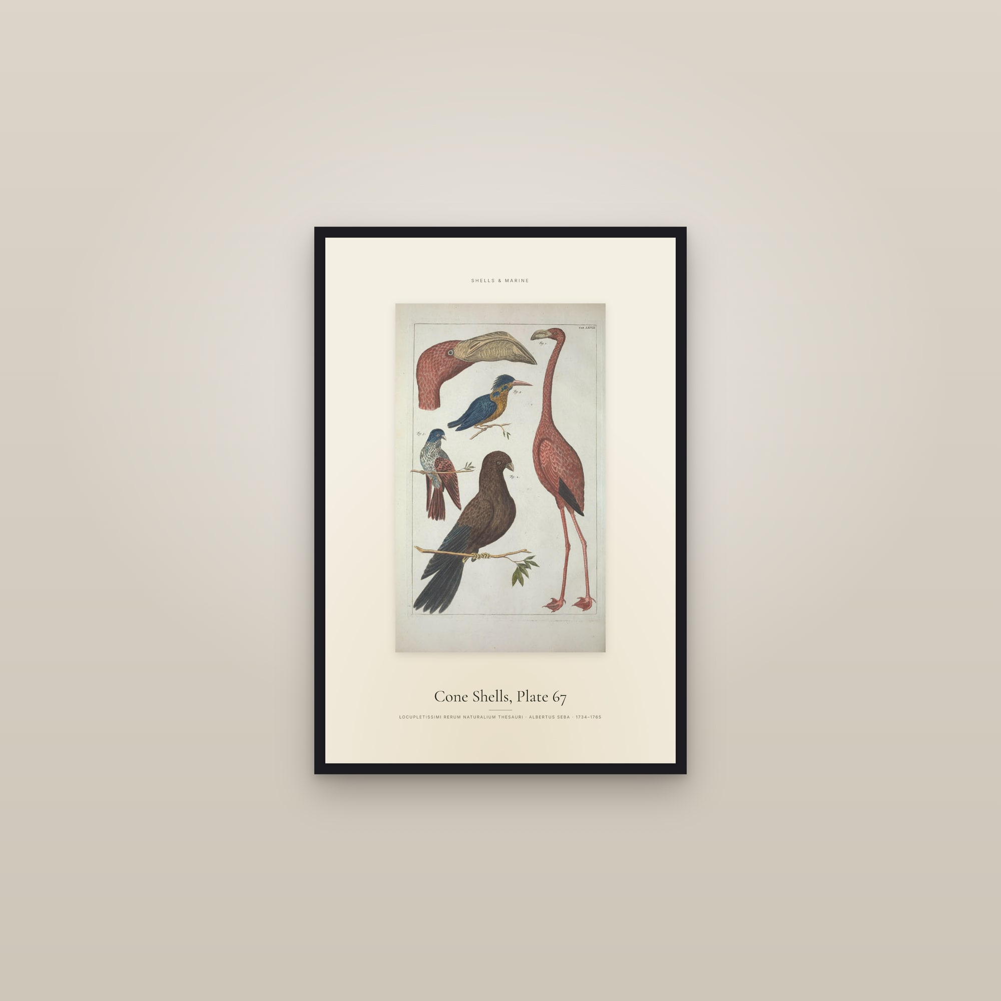 Cone Shells, Plate 67 — Specimen — framed in a gallery setting
