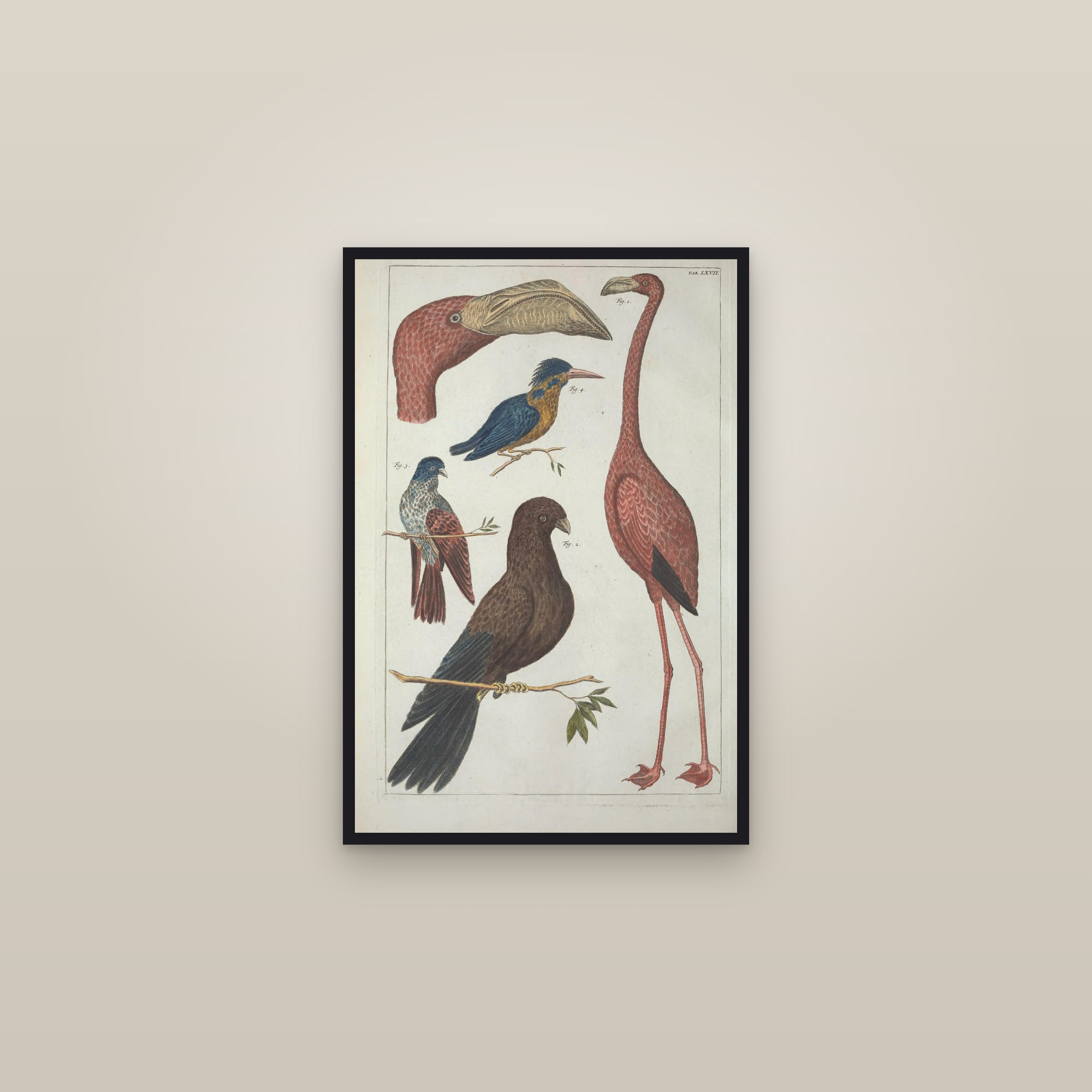 Cone Shells, Plate 67 — framed in a gallery setting