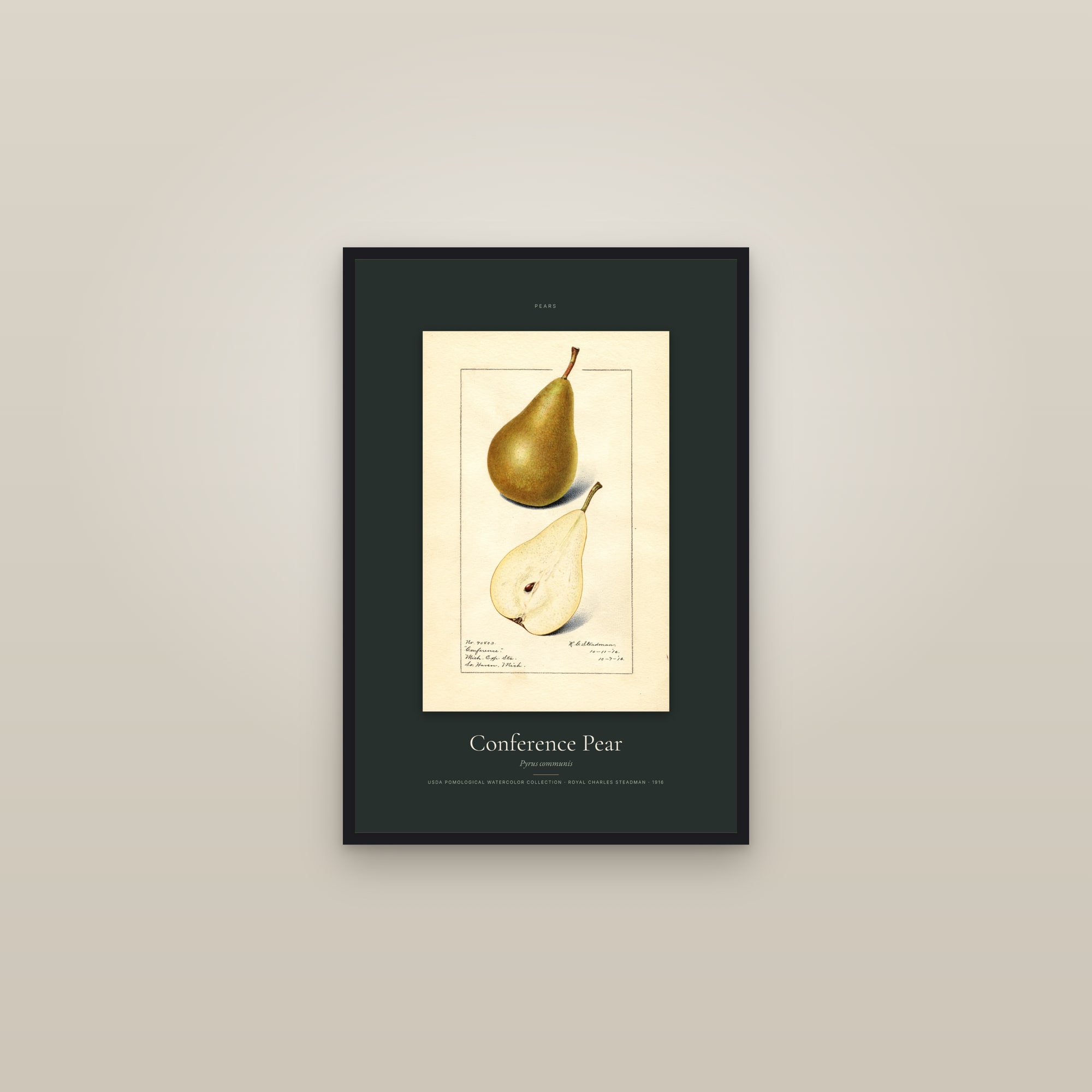 Conference Pear — Specimen — framed in a gallery setting