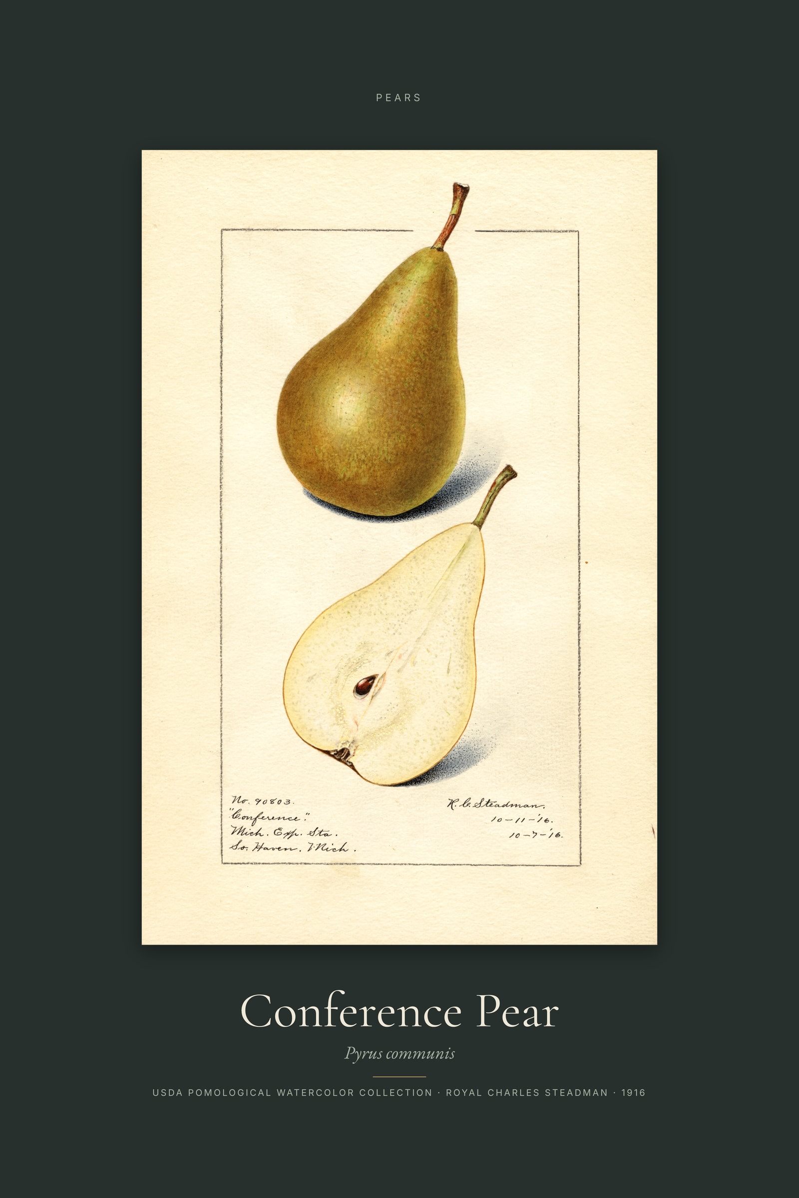 Conference Pear — Specimen