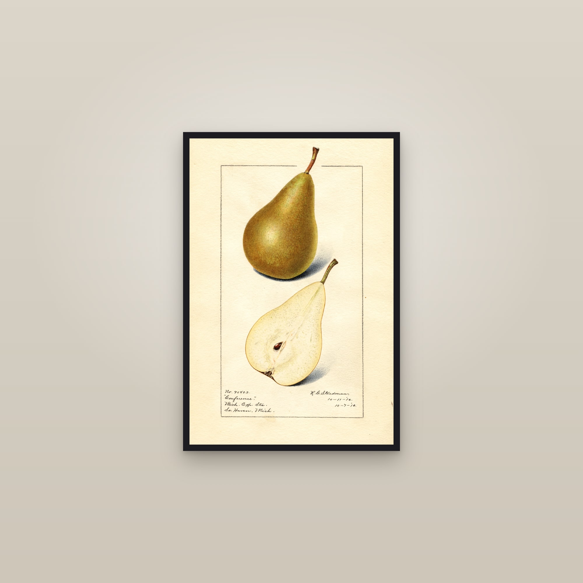 Conference Pear — framed in a gallery setting