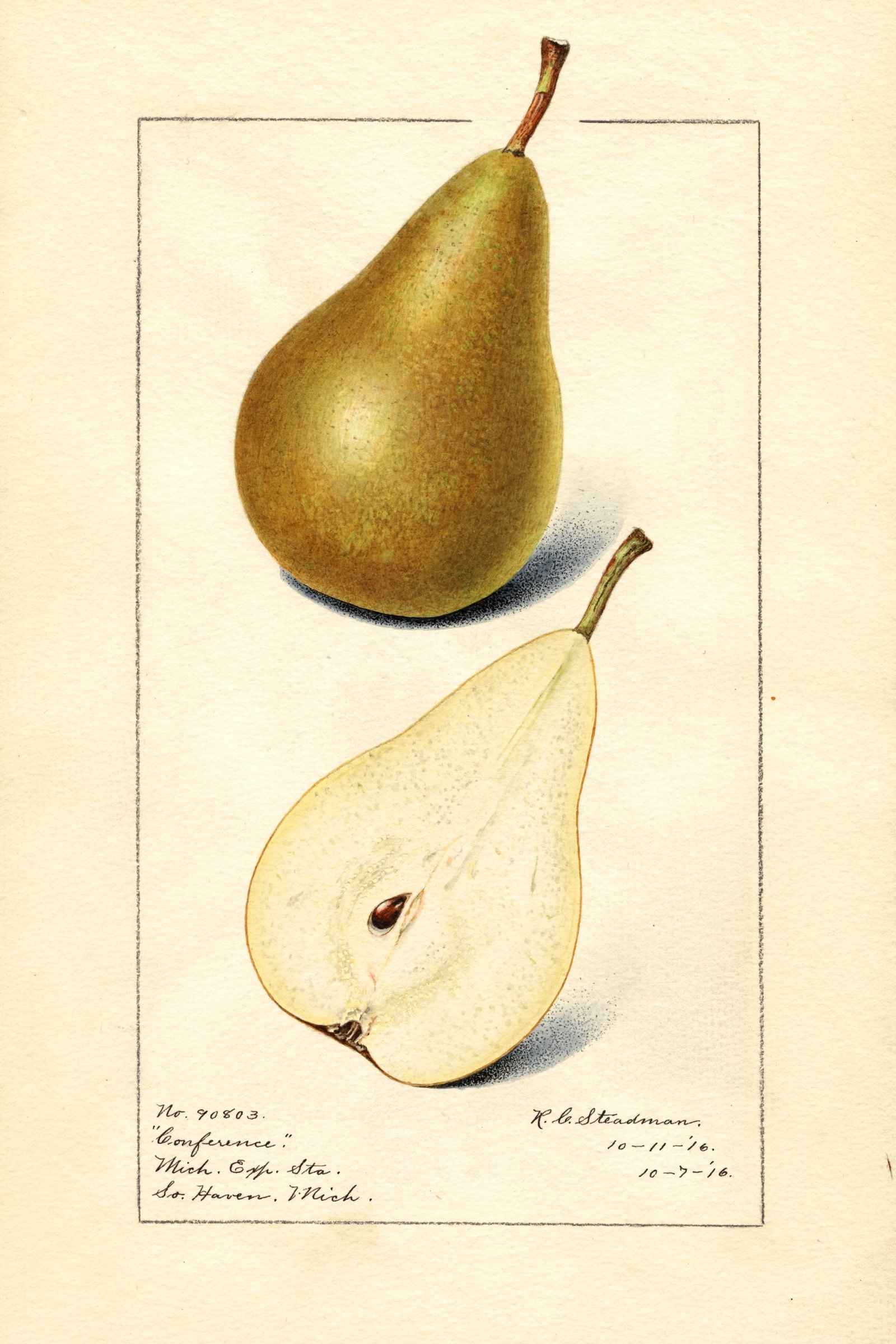 Conference Pear