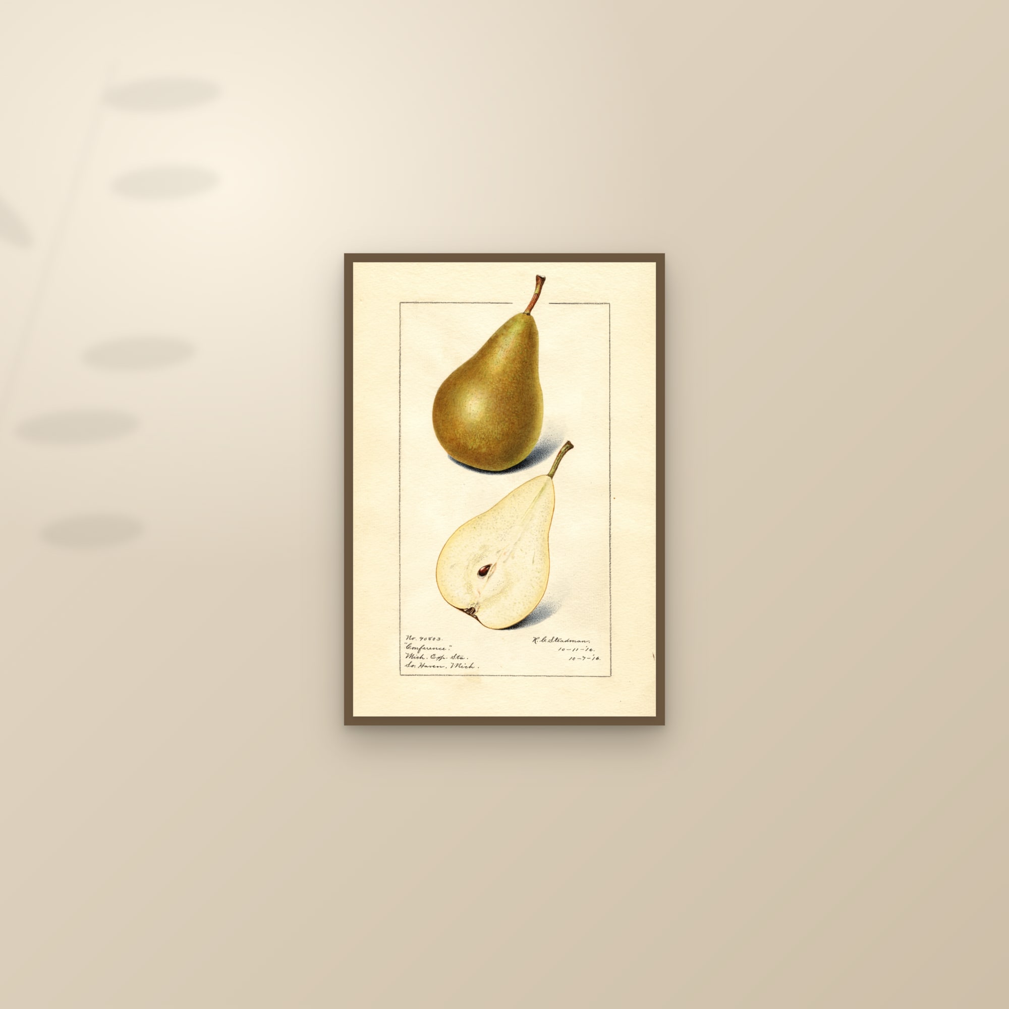 Conference Pear — framed and styled on a sunlit wall