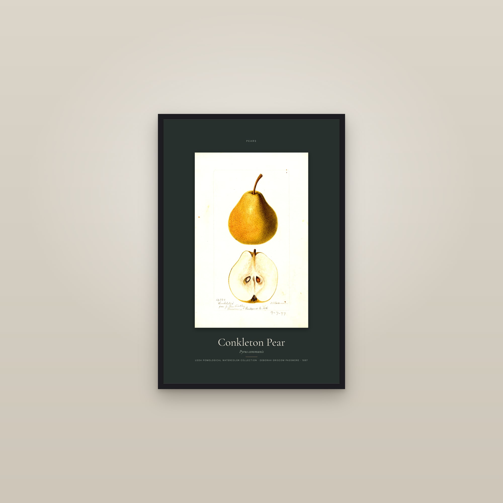 Conkleton Pear — Specimen — framed in a gallery setting