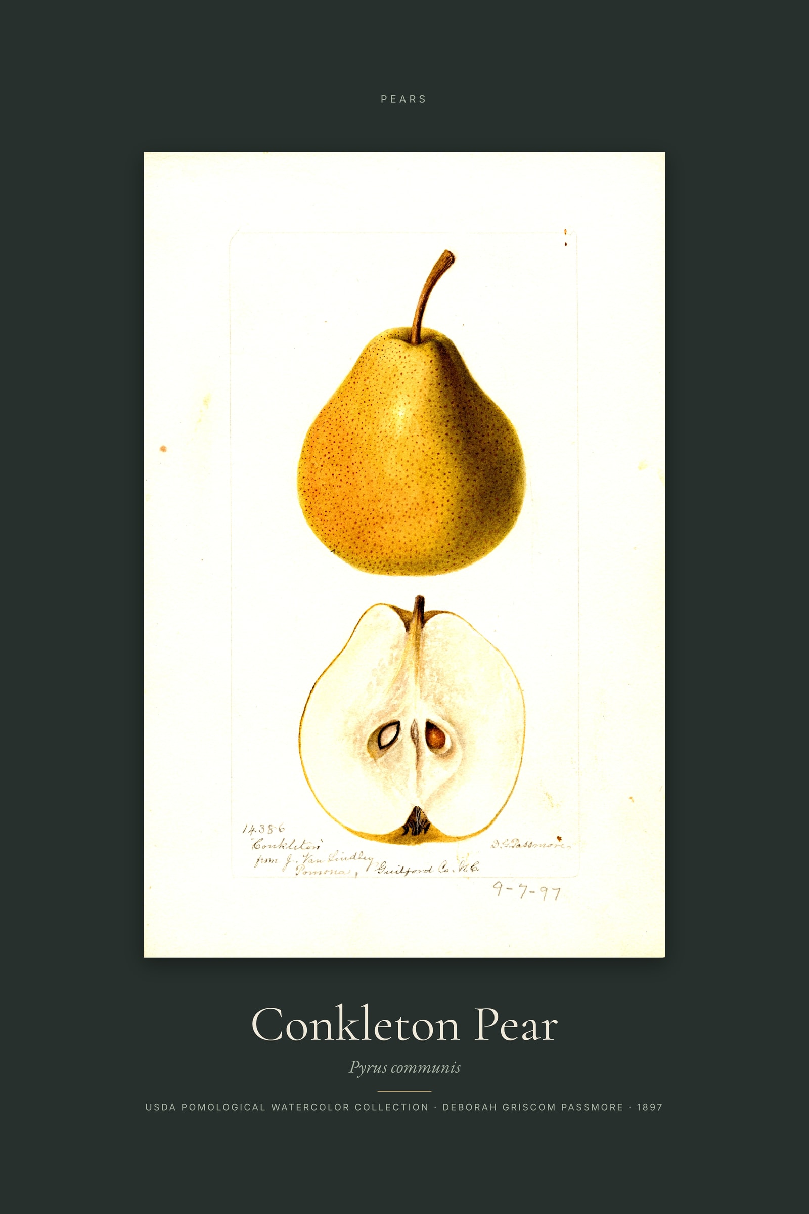 Conkleton Pear — Specimen