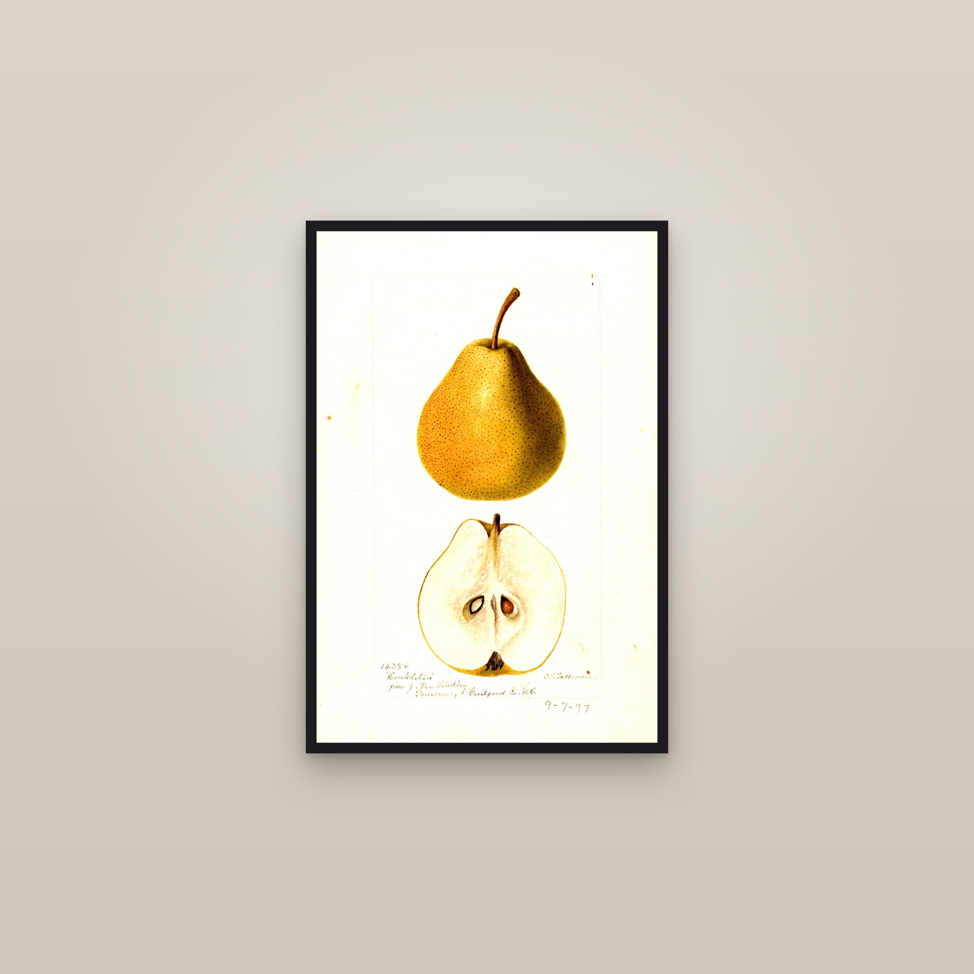 Conkleton Pear — framed in a gallery setting