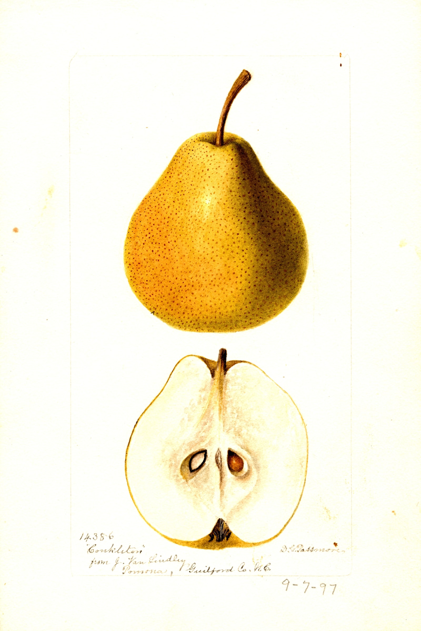 Conkleton Pear