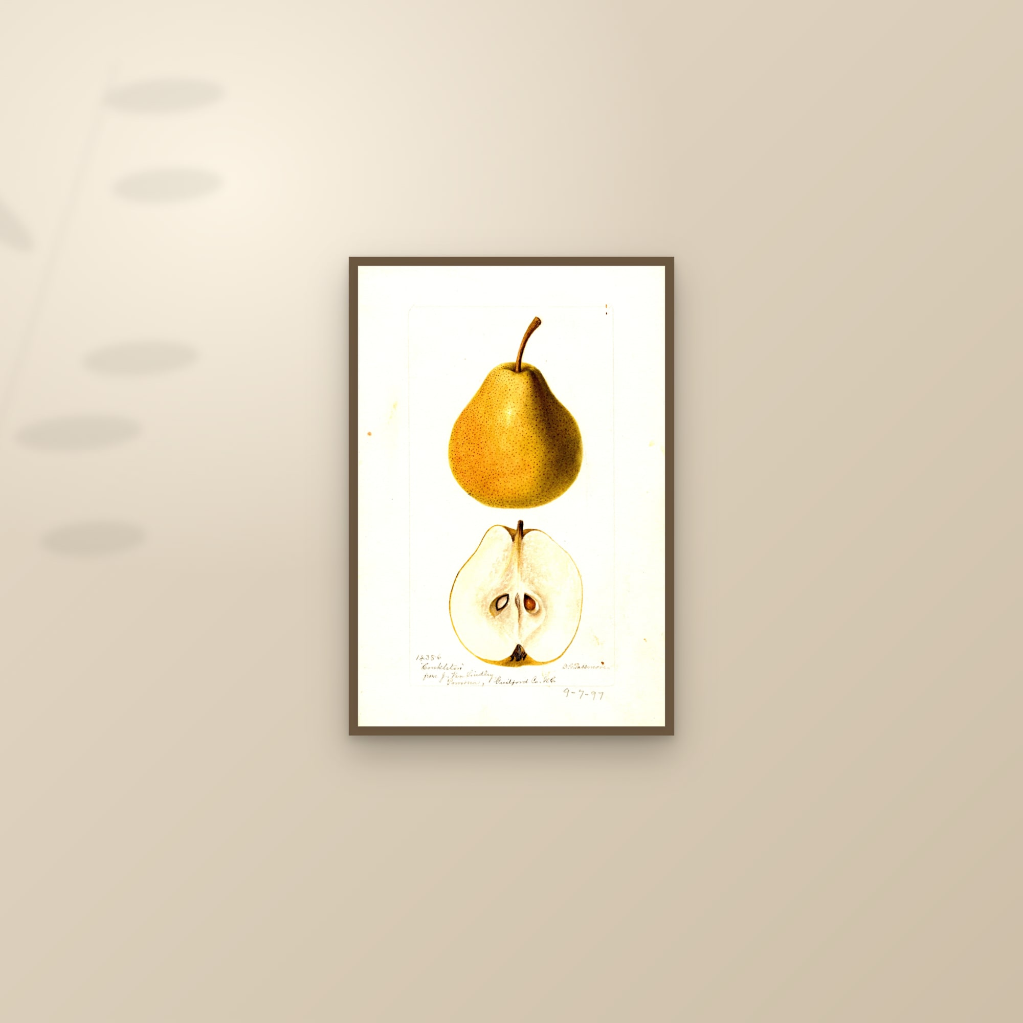 Conkleton Pear — framed and styled on a sunlit wall