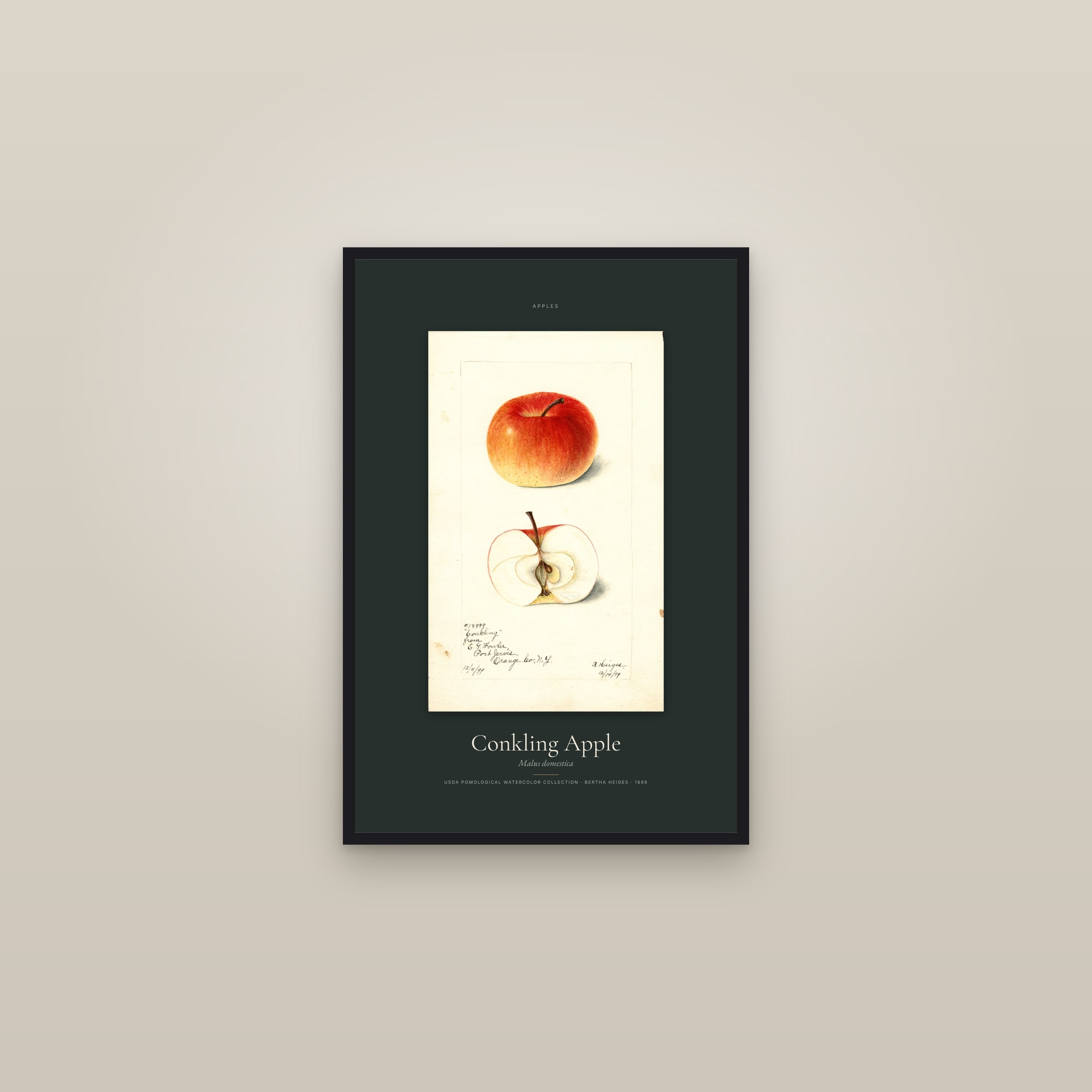 Conkling Apple — Specimen — framed in a gallery setting