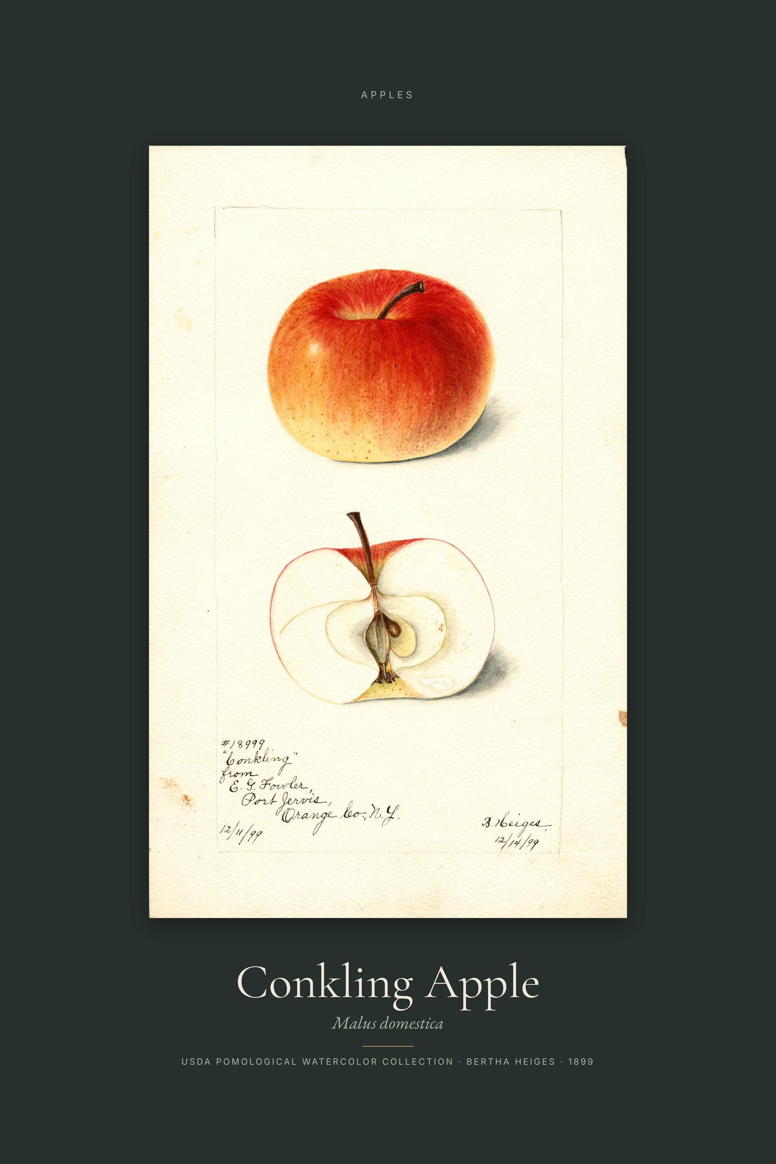 Conkling Apple — Specimen
