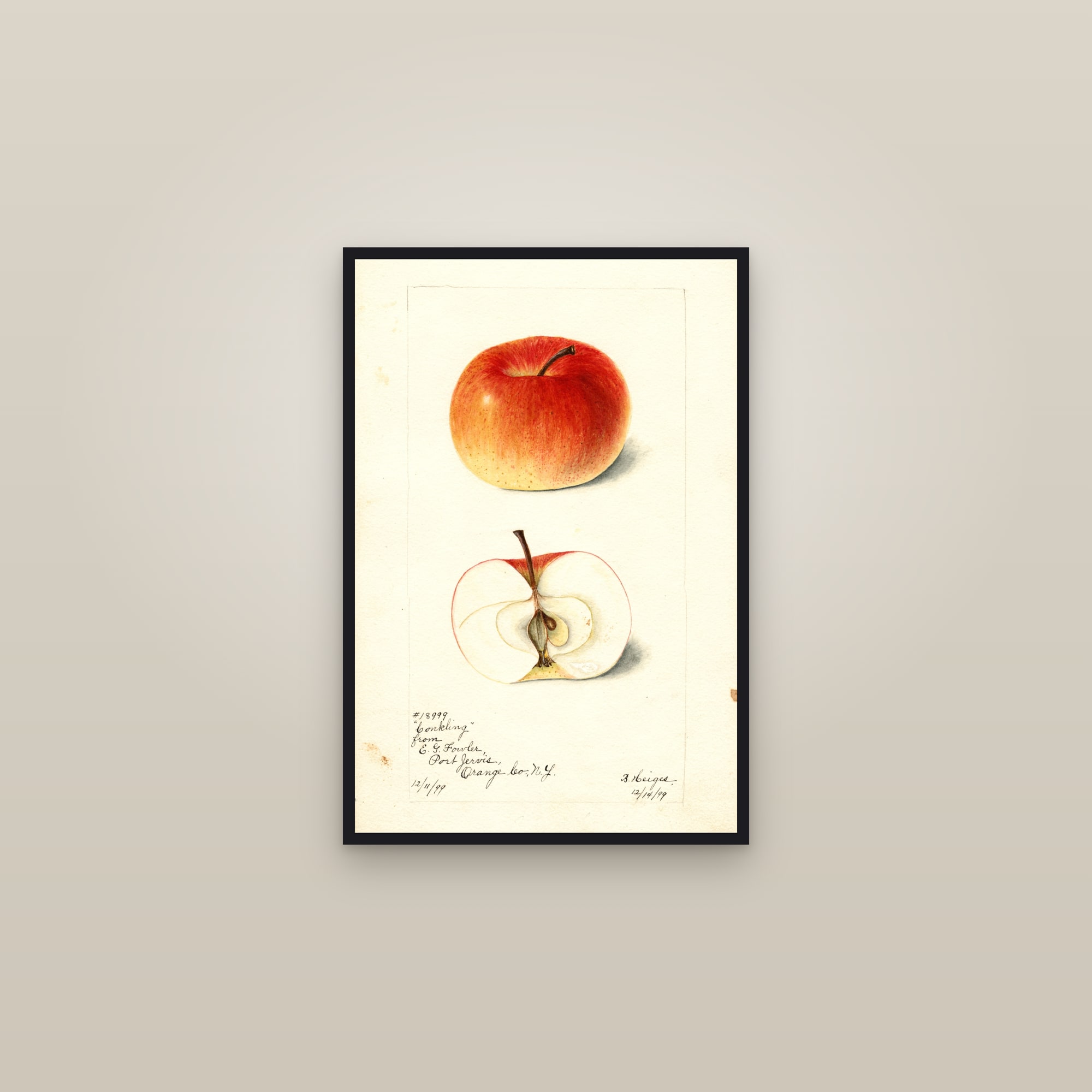 Conkling Apple — framed in a gallery setting