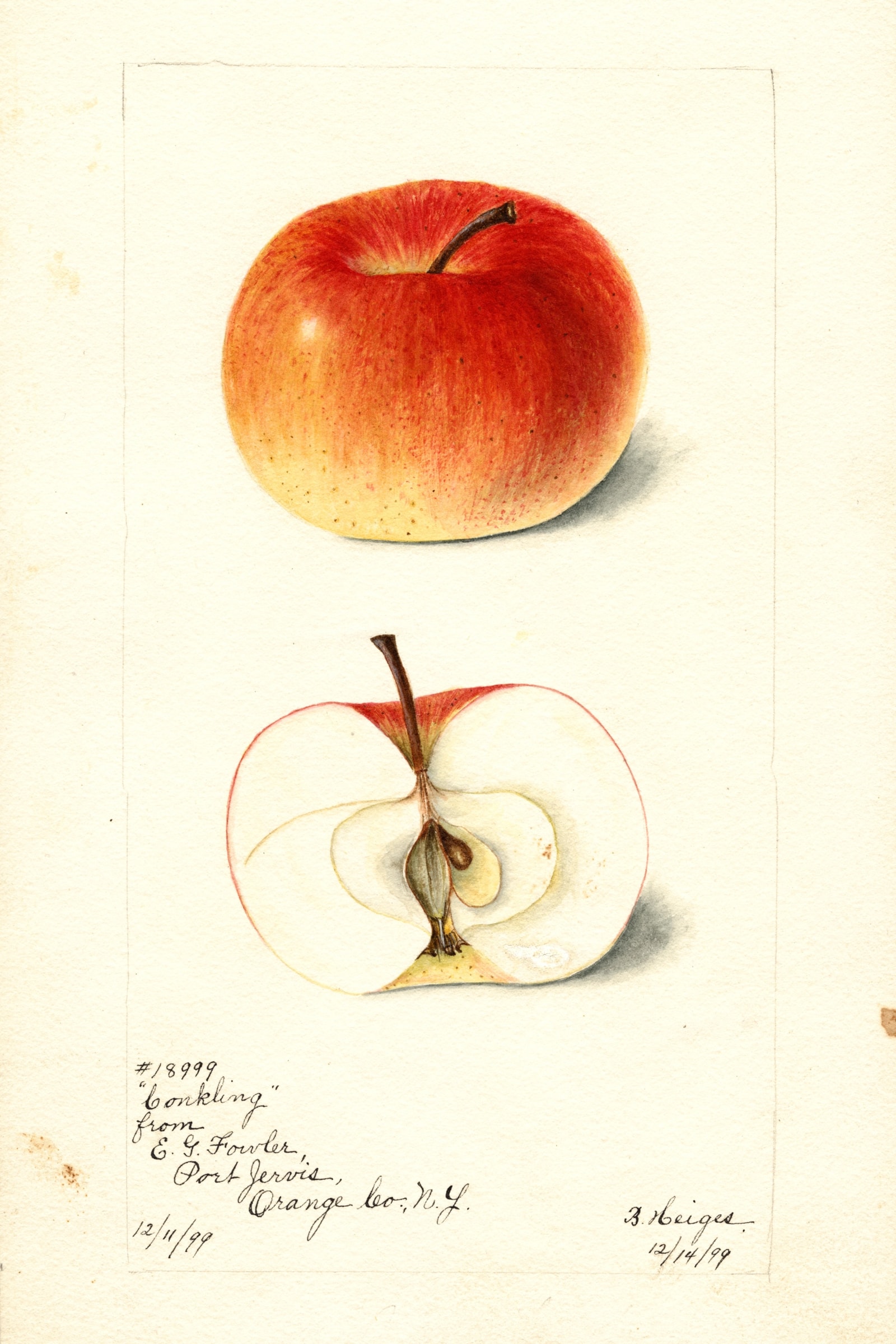 Conkling Apple