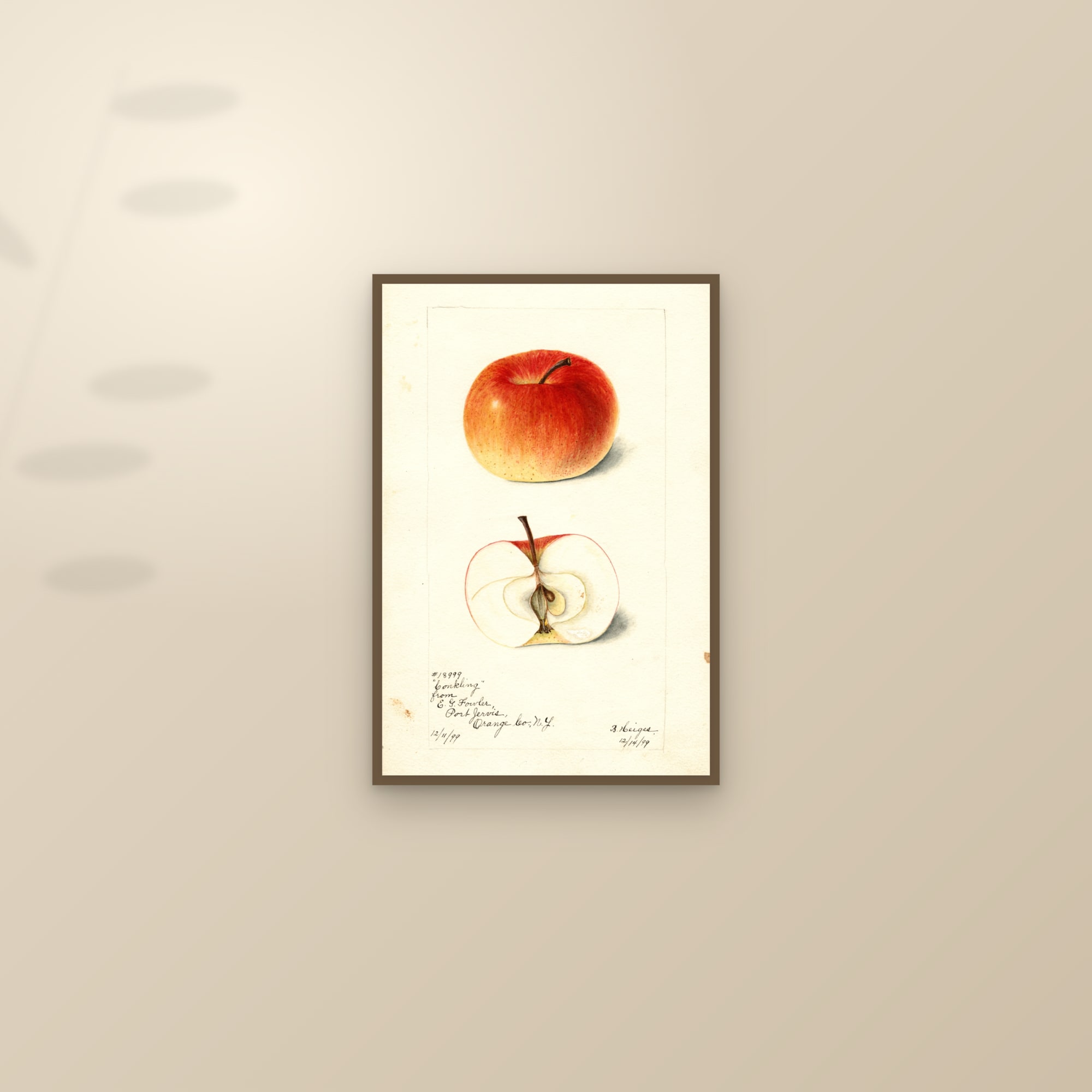 Conkling Apple — framed and styled on a sunlit wall