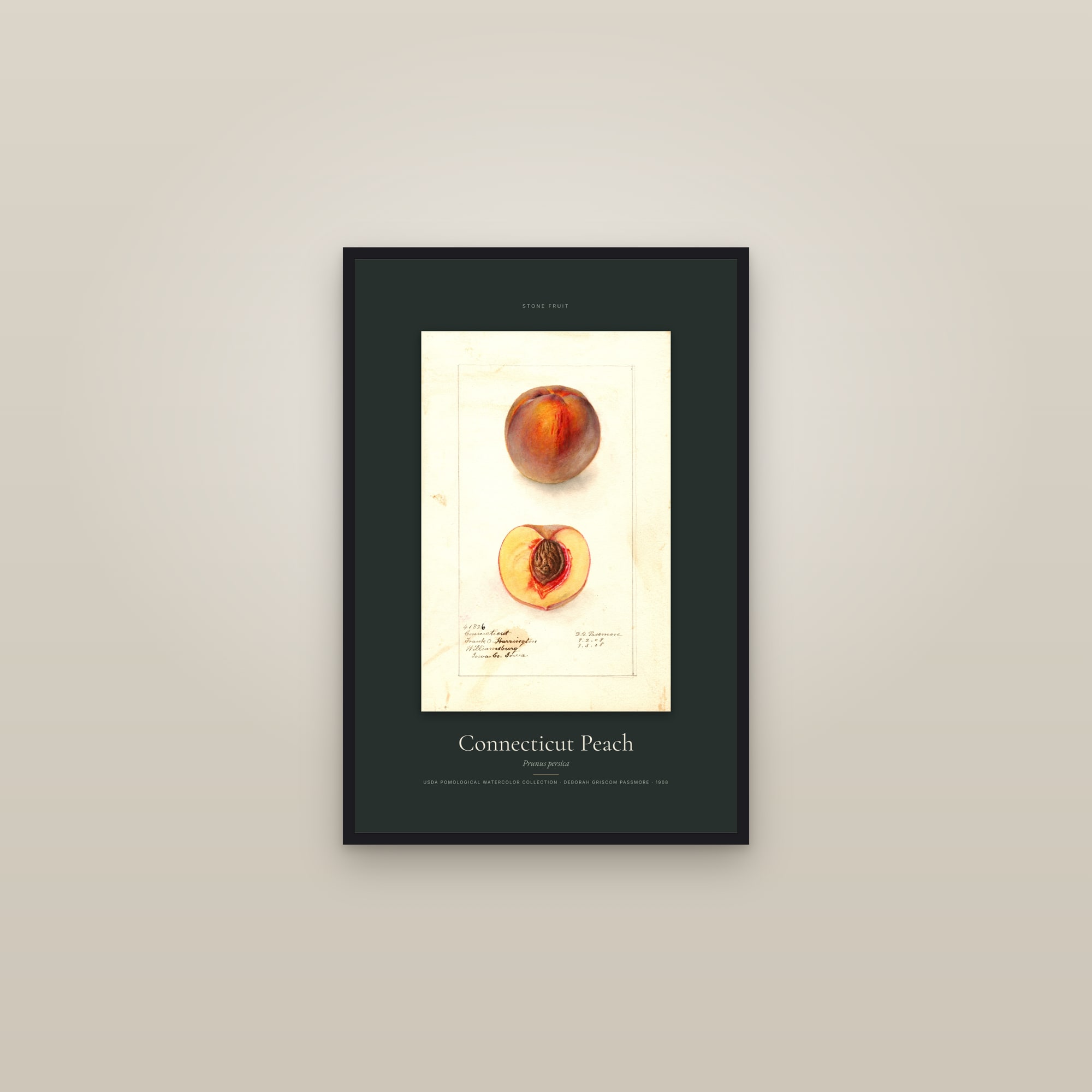 Connecticut Peach — Specimen — framed in a gallery setting