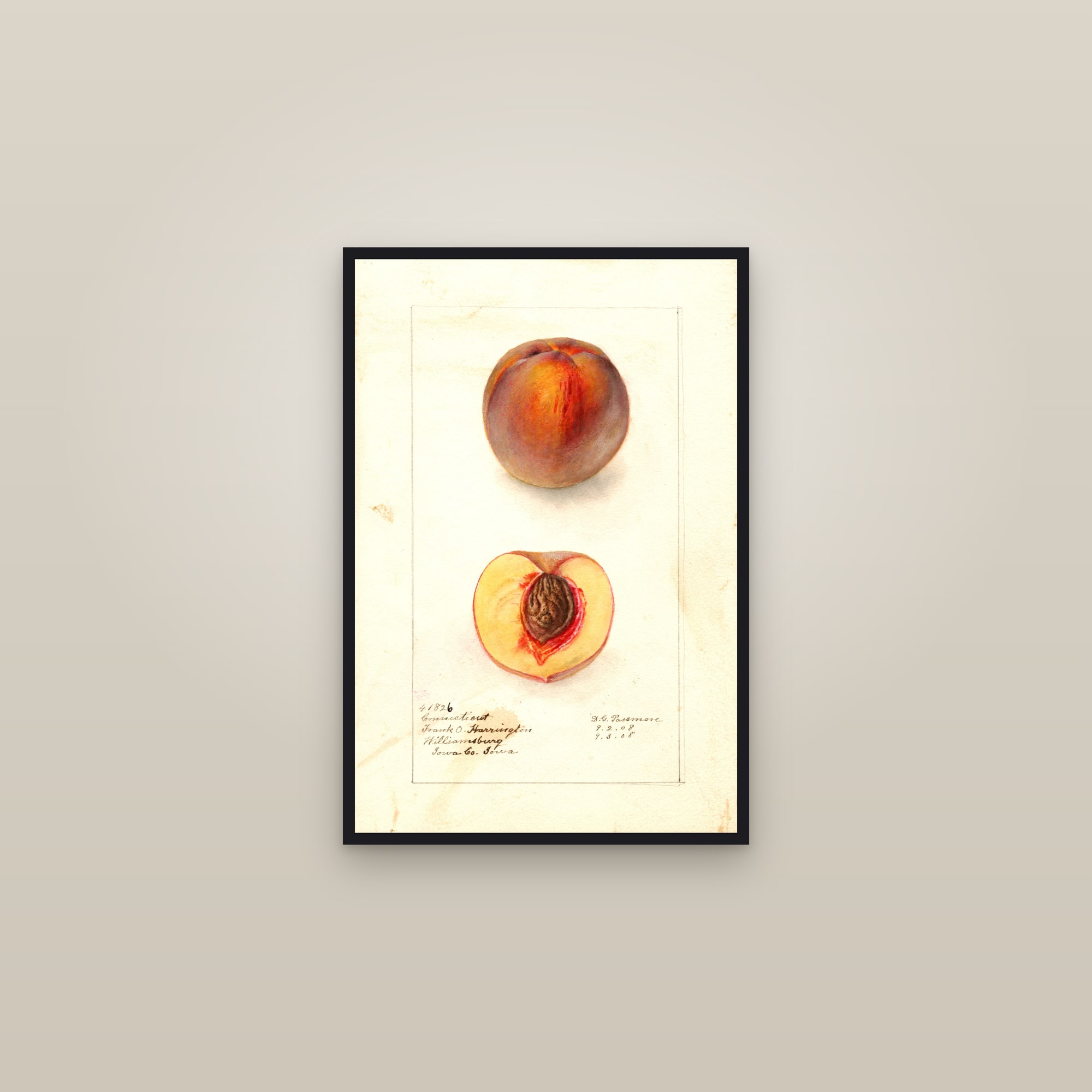 Connecticut Peach — framed in a gallery setting