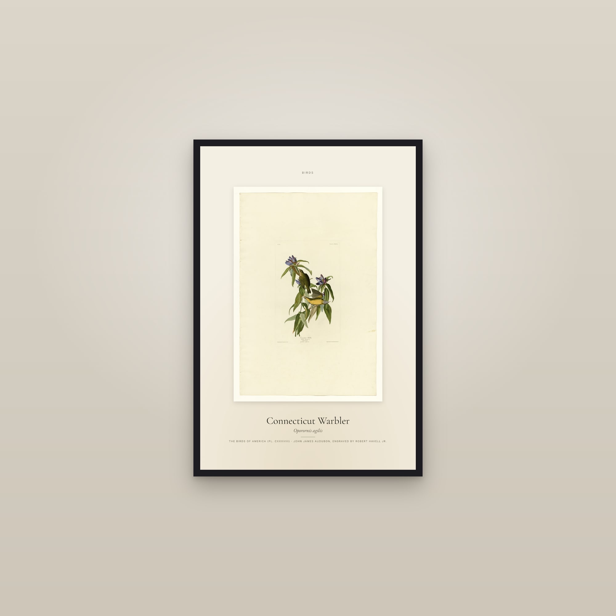 Connecticut Warbler — Specimen — framed in a gallery setting