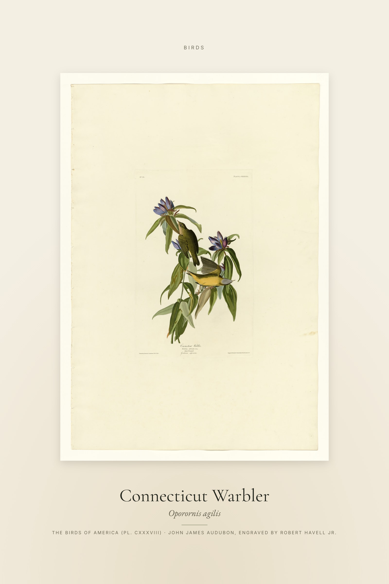 Connecticut Warbler — Specimen