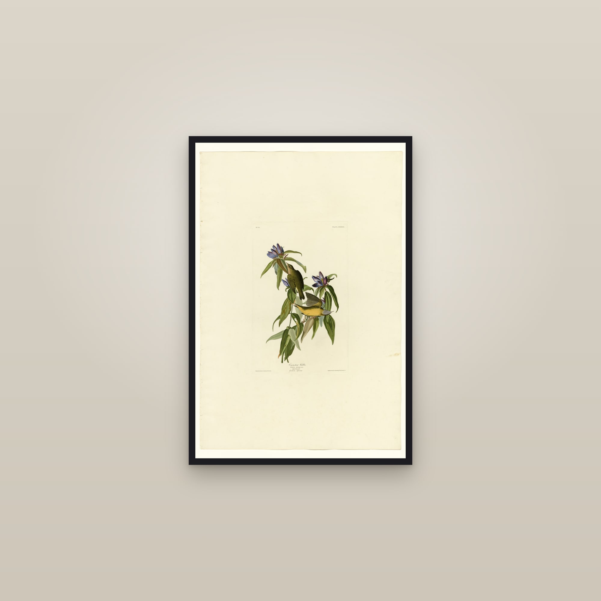 Connecticut Warbler — framed in a gallery setting