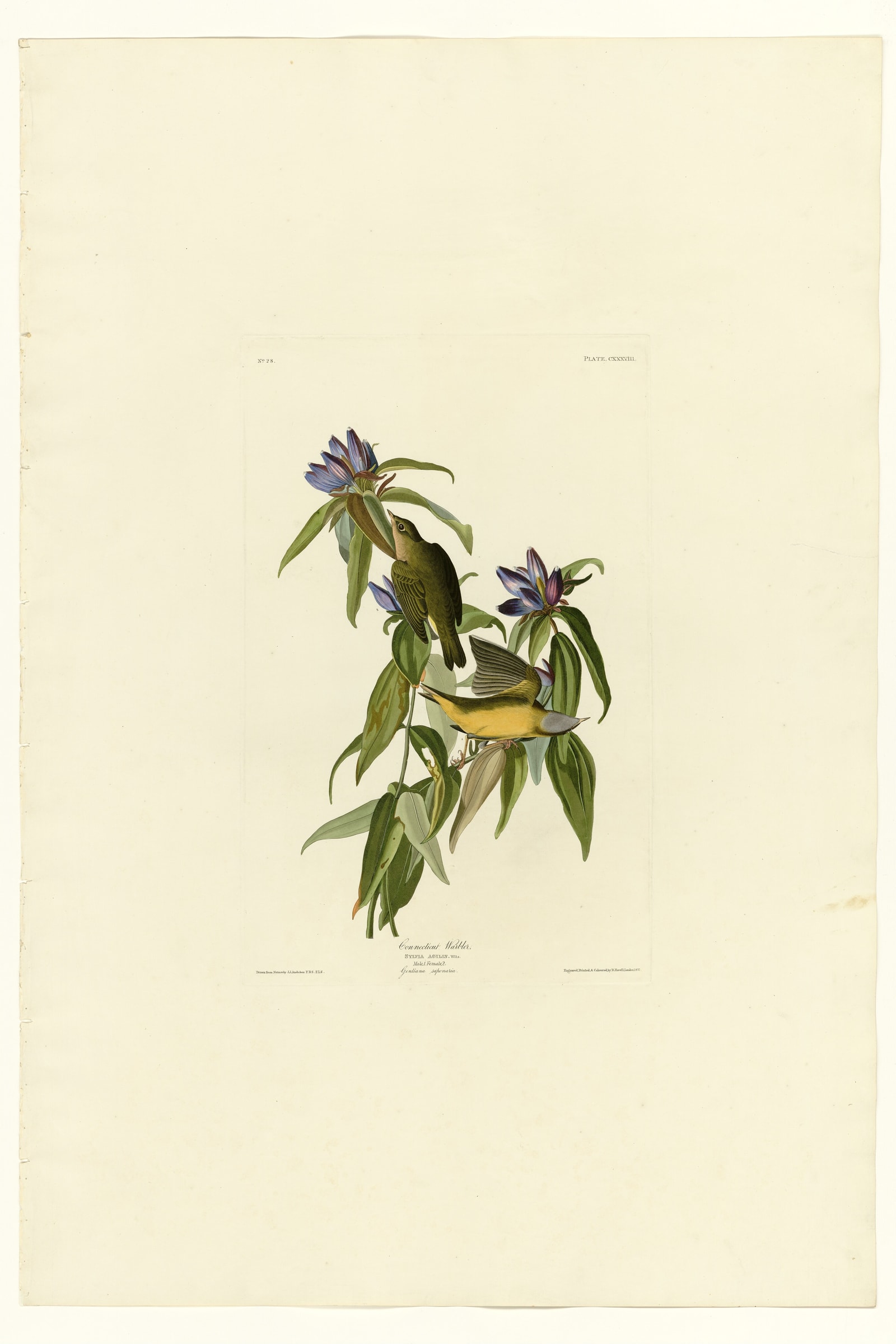 Connecticut Warbler