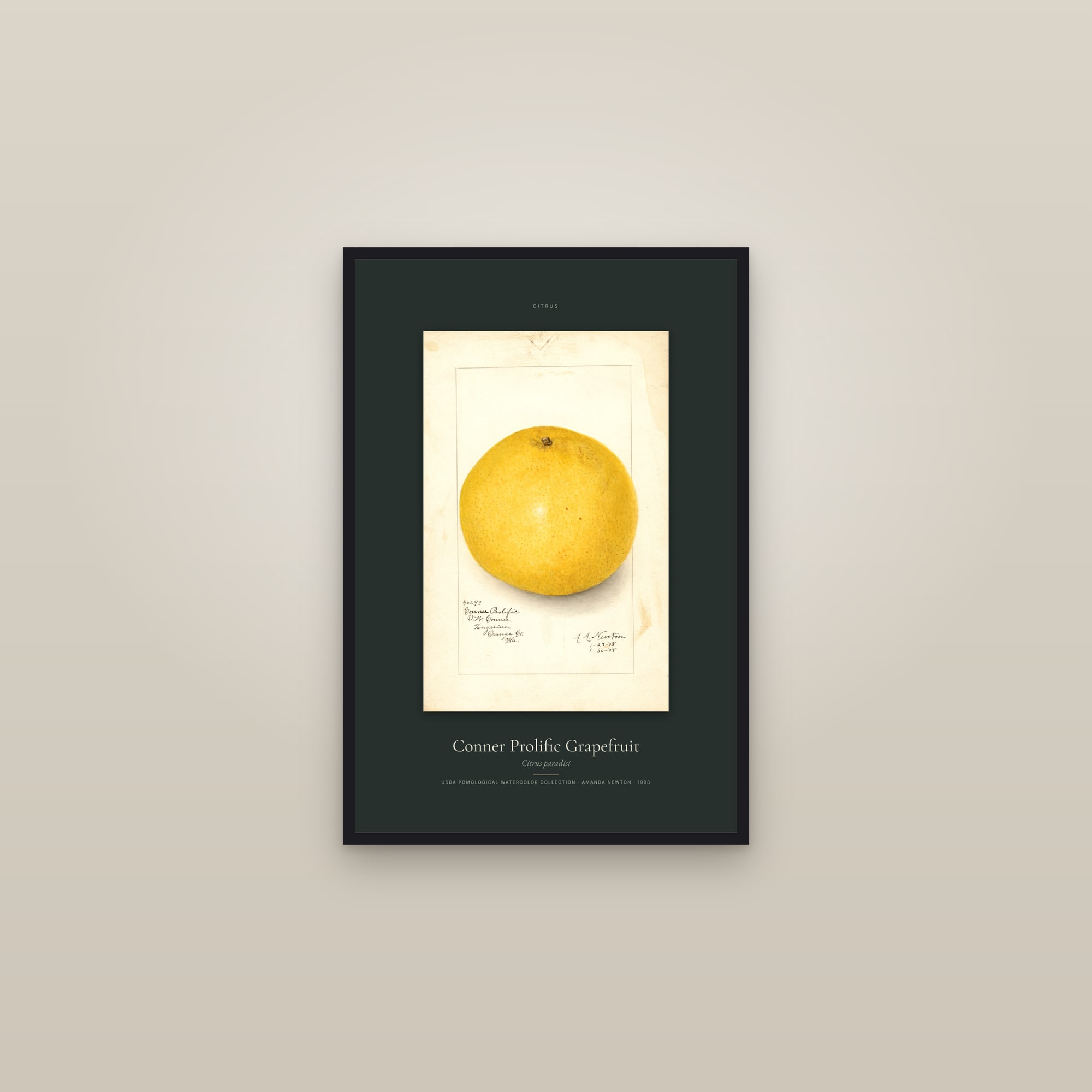 Conner Prolific Grapefruit — Specimen — framed in a gallery setting