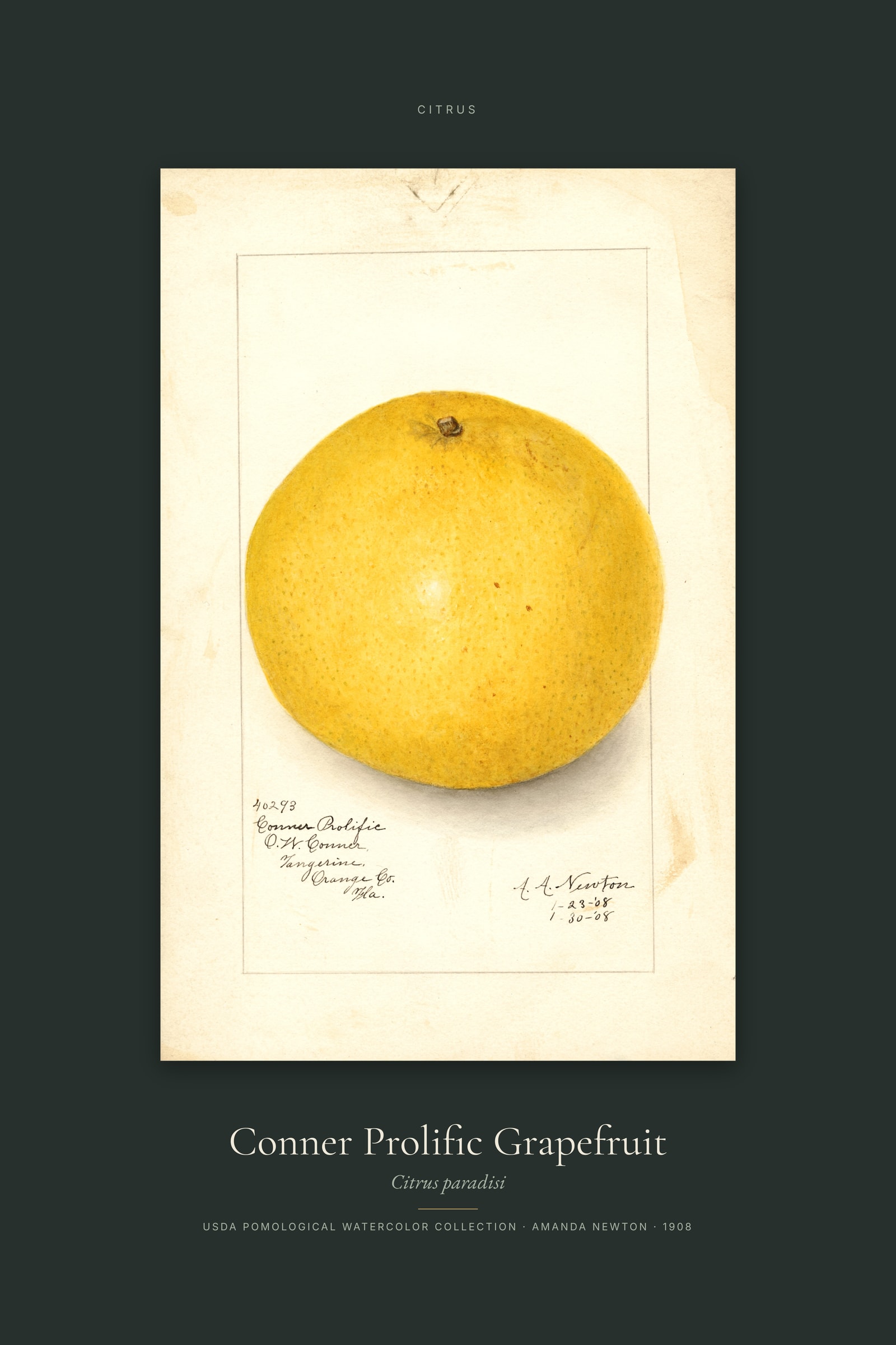 Conner Prolific Grapefruit — Specimen
