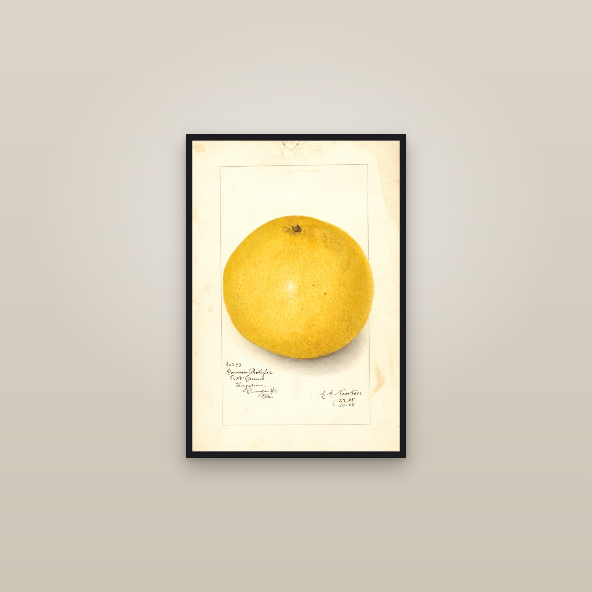 Conner Prolific Grapefruit — framed in a gallery setting