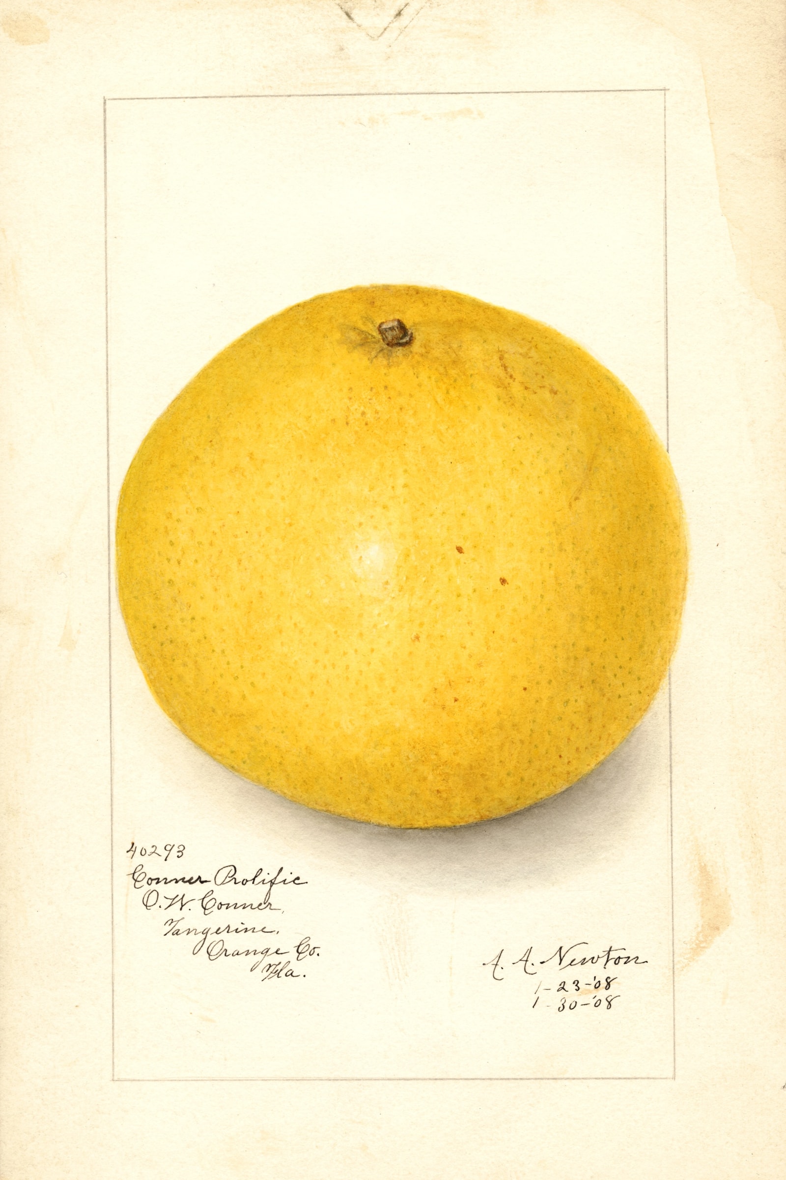 Conner Prolific Grapefruit